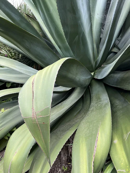 radicans anthurium Anthurium radicans 'luxurians' *Grower's Choice*