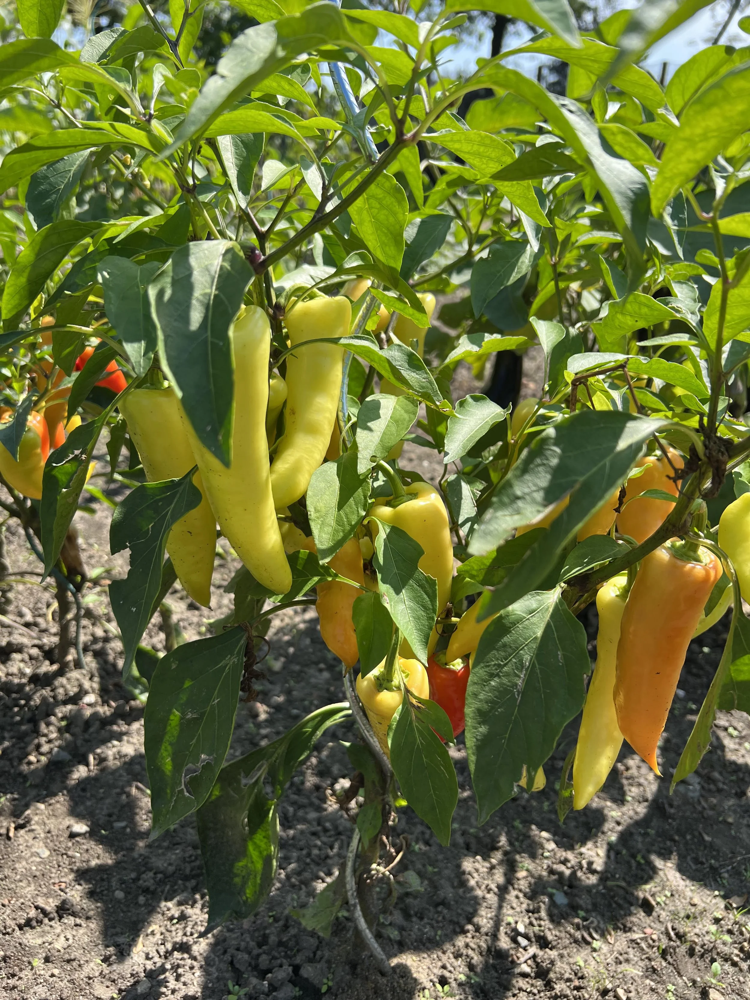 Mon potager est mexicain