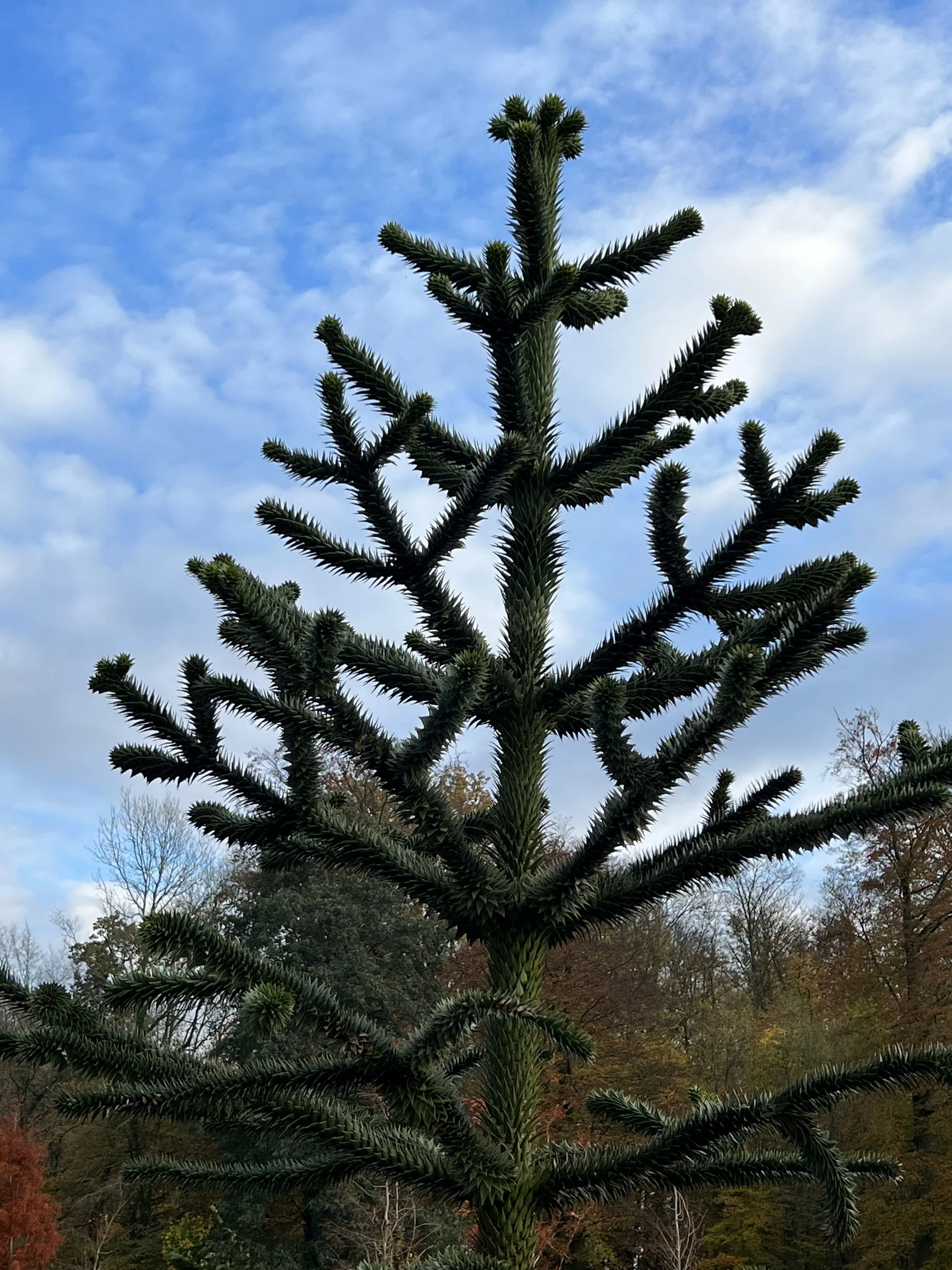 Non, ceci n’est pas un arbre de Noël!