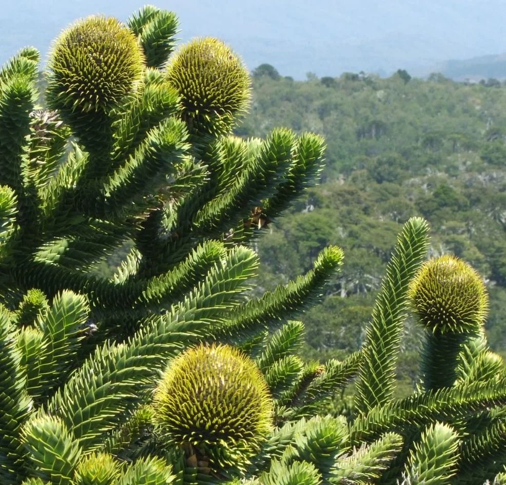 araucaria-araucana-7.jpg