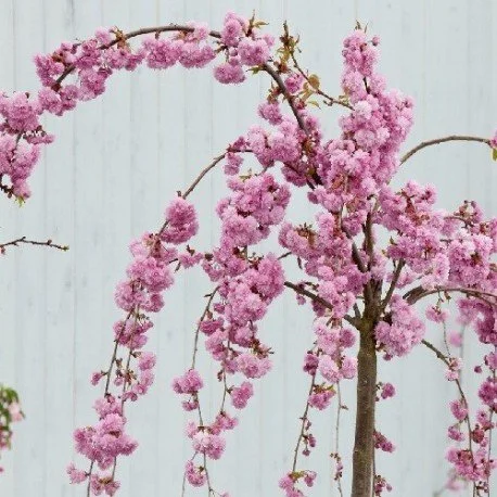 prunus-kiku-shidare-sakura-pleureur.jpg