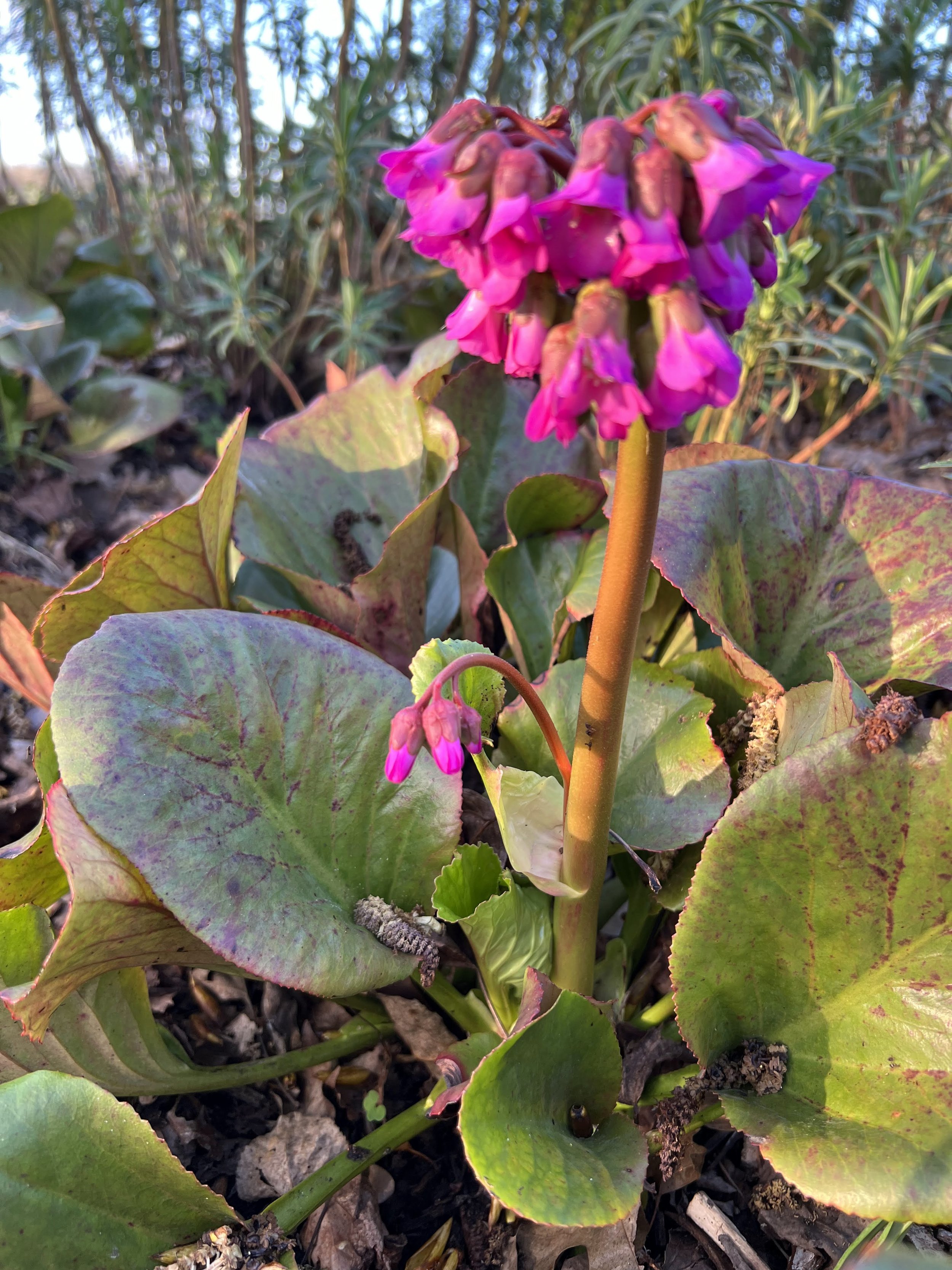 Une réhabilitation du bergenia