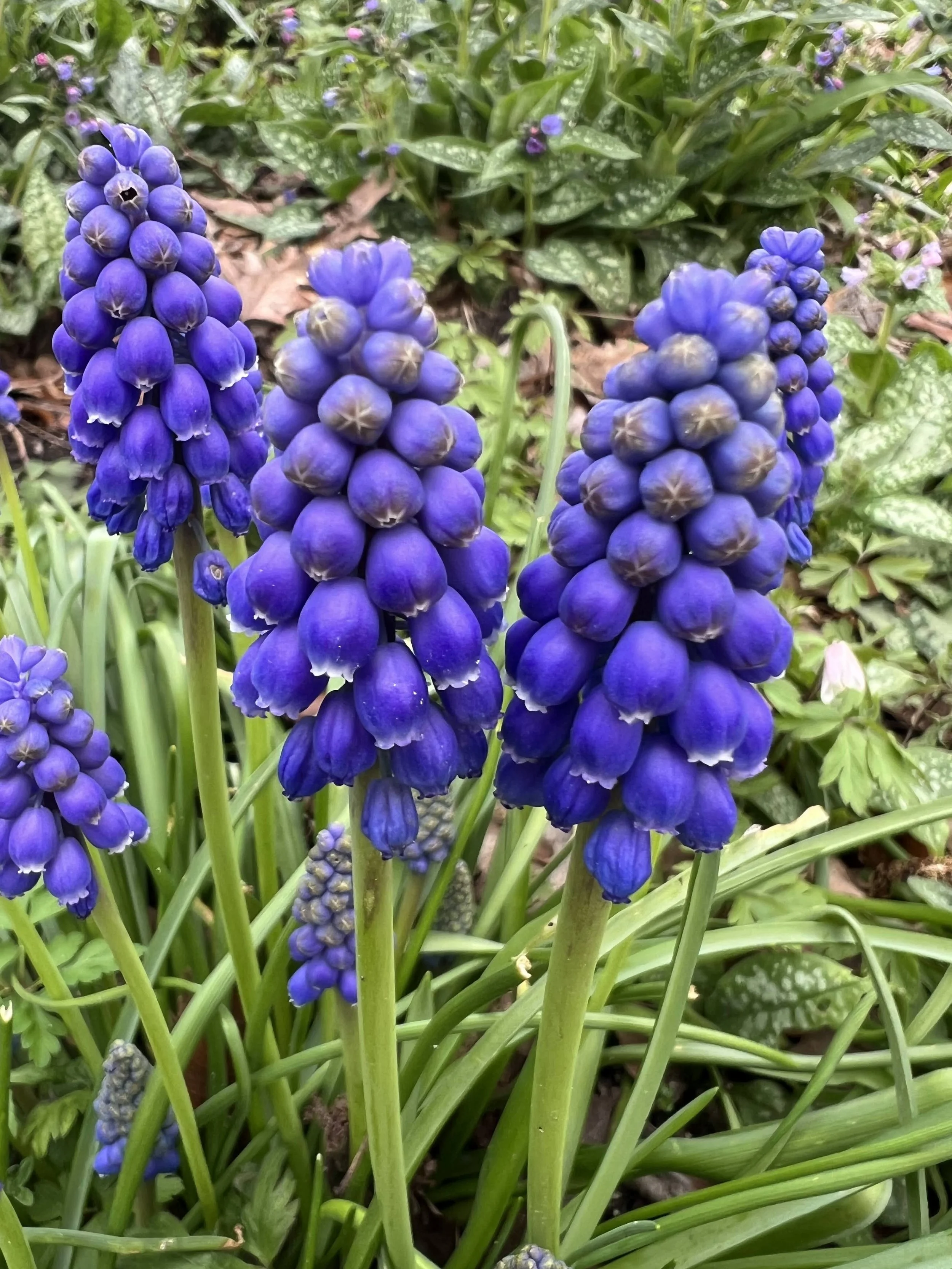Les charmantes clochettes bleues des Muscari 