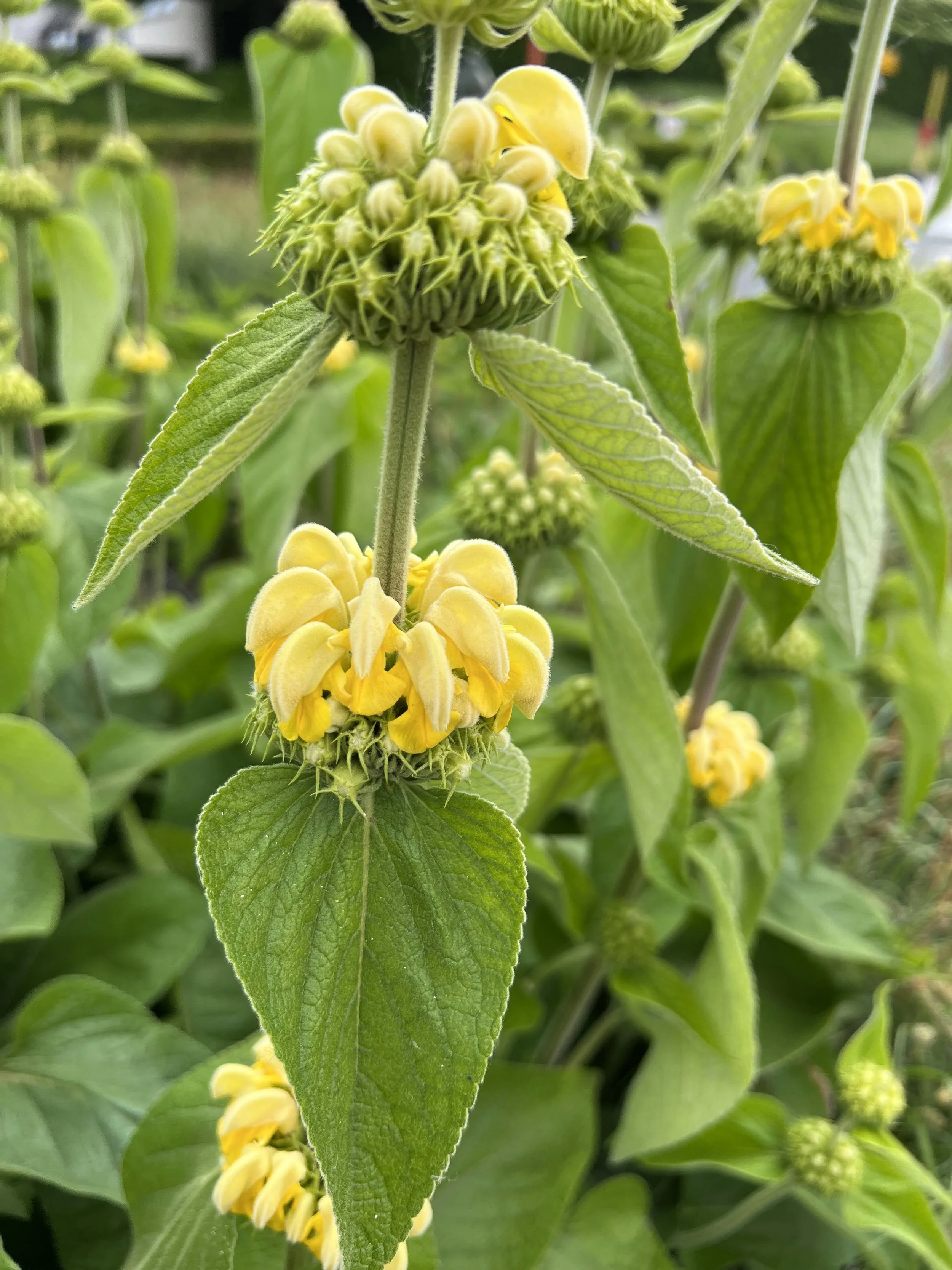 Les sauges de Jérusalem