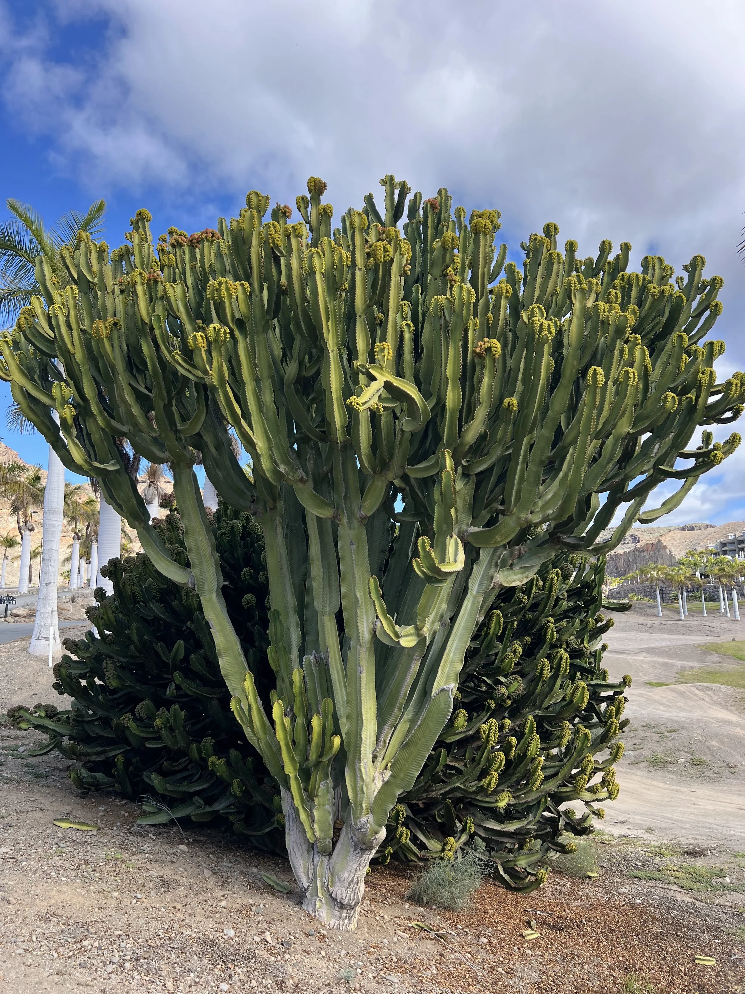 Les euphorbes cactus