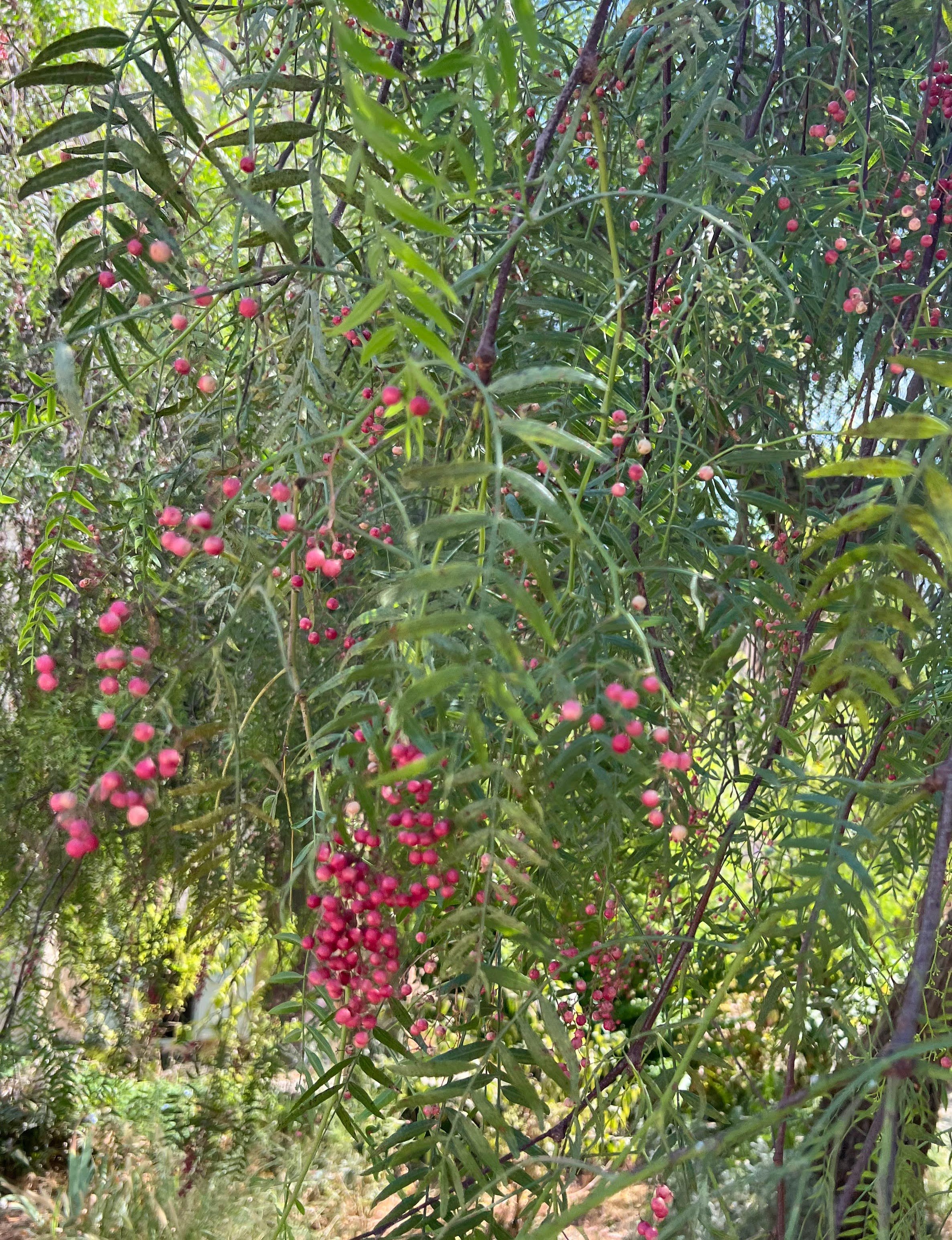 IMG_5973.jpg