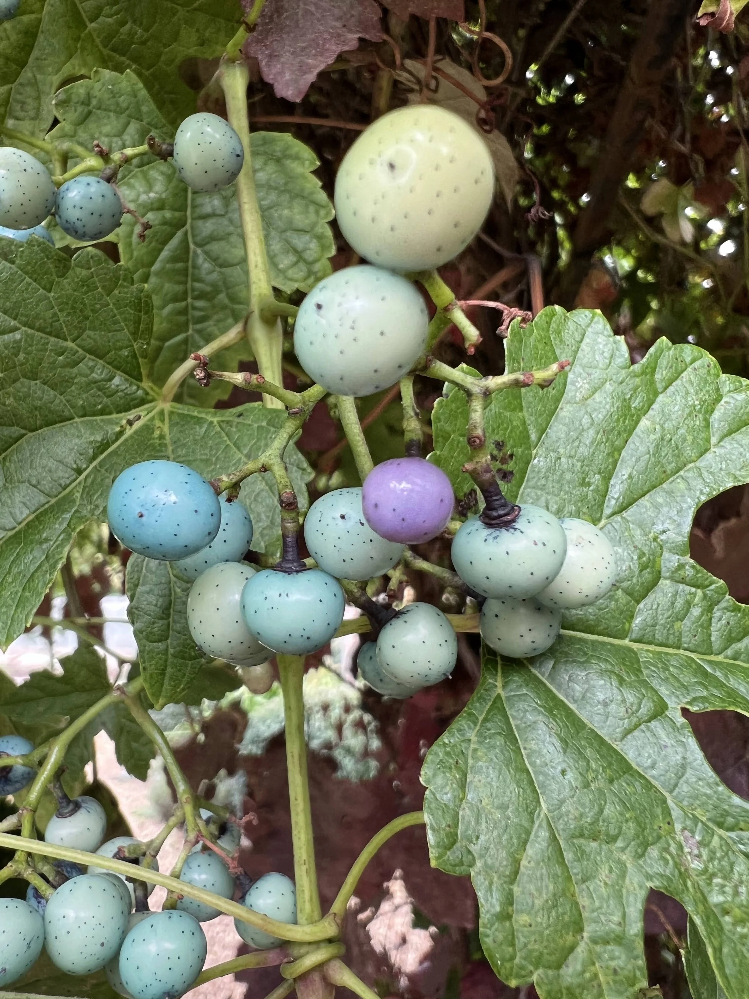 De belles baies bleues