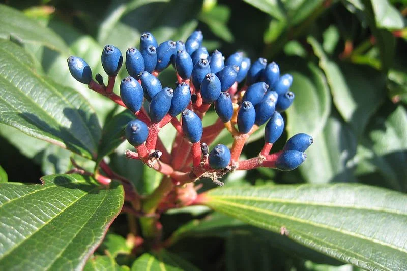 Viburnum-davidii2.jpg