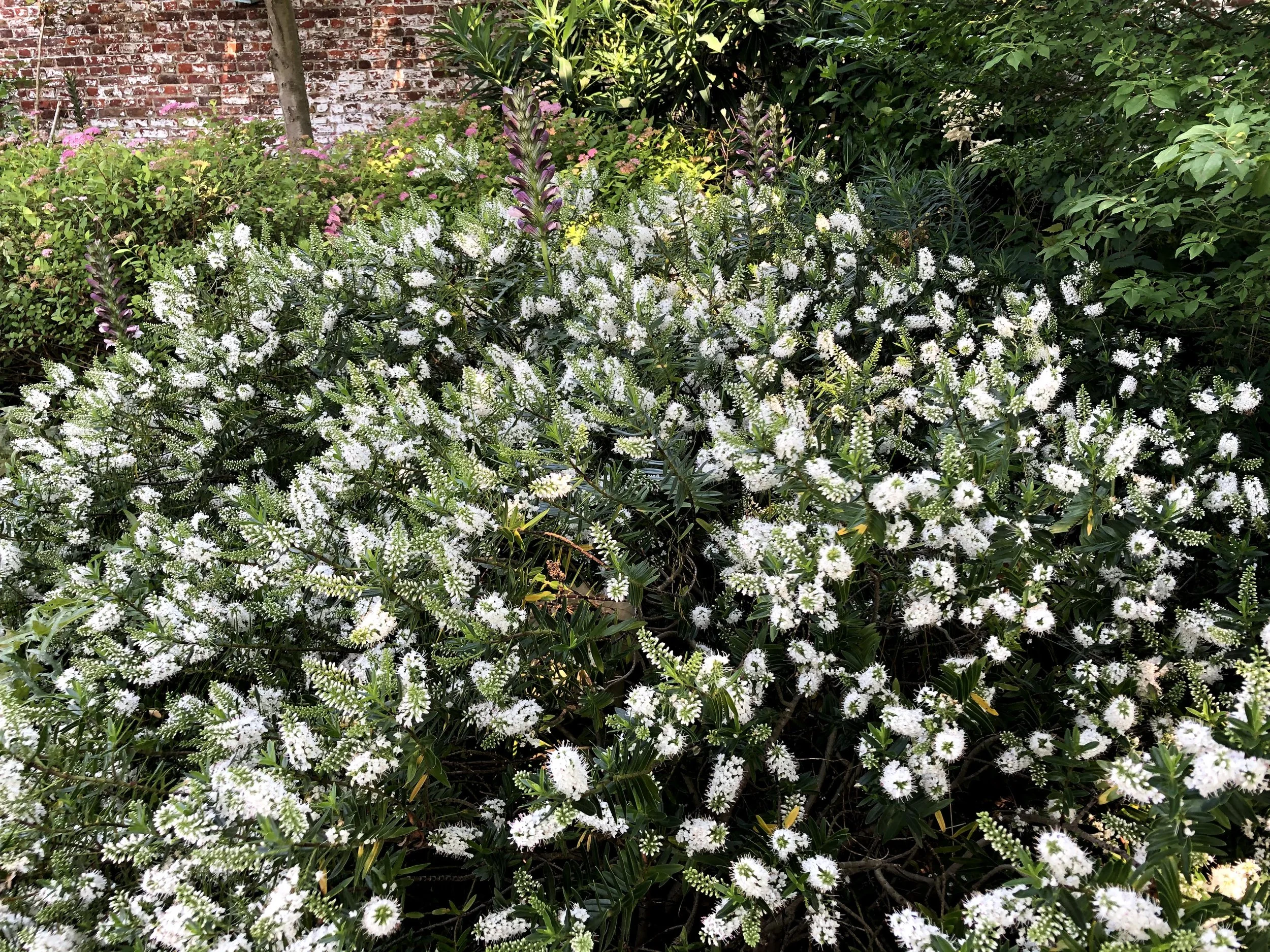 L int r t Hivernal Des V roniques Arbustives Tuyaux De Jardin L int r t Hivernal Des V roniques Arbustives Tuyaux De Jardin