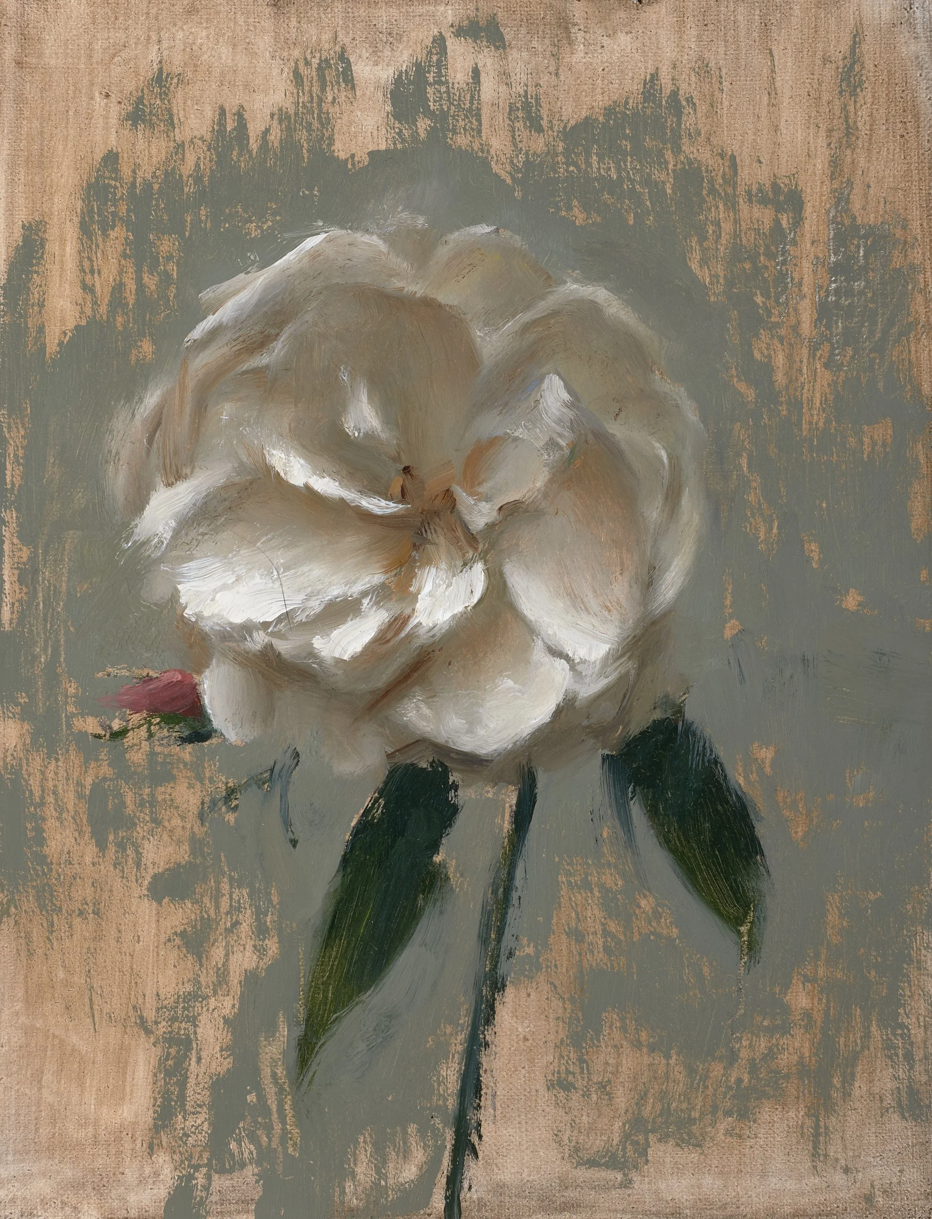 White Tea Rose