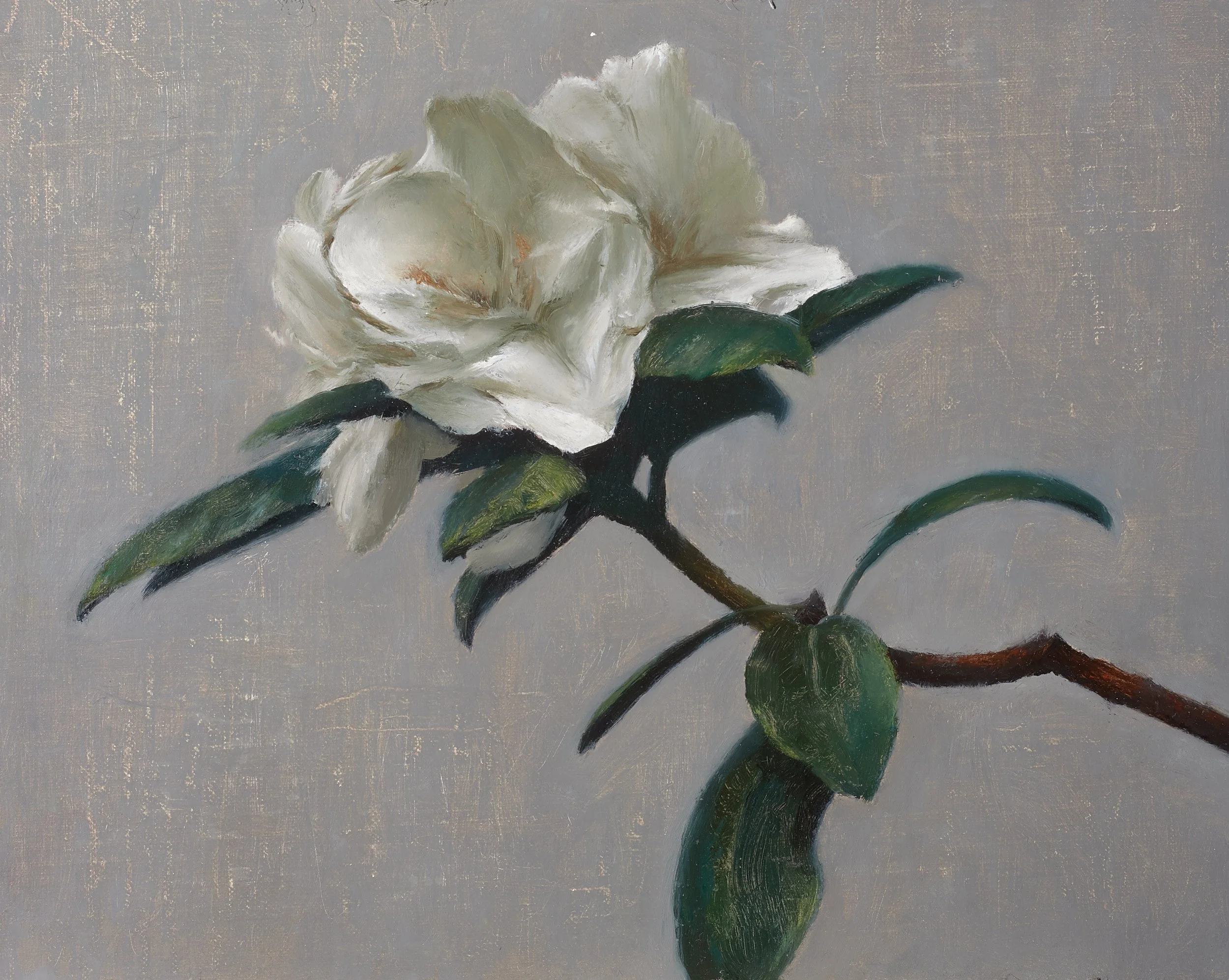 white rhododendron_1.jpg