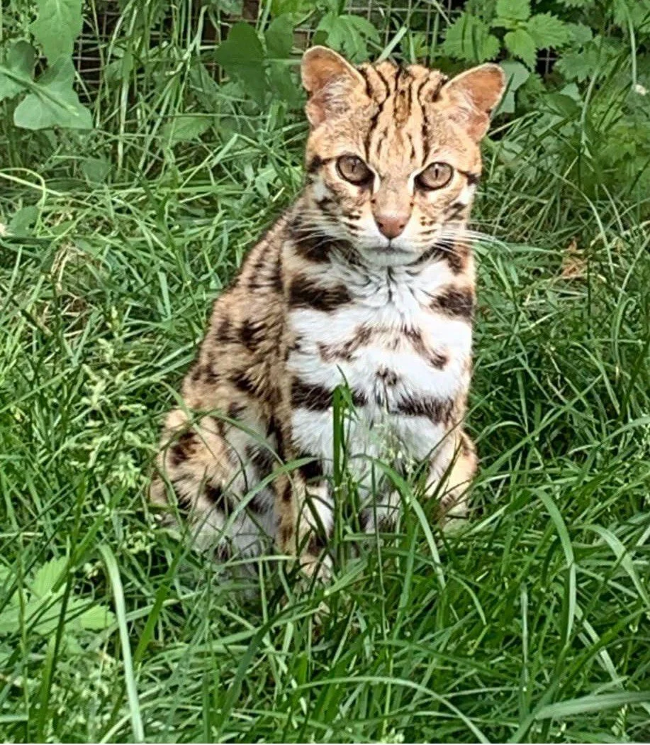 The extraordinary exhilarating tale of  The Exotic Pet Refuge!