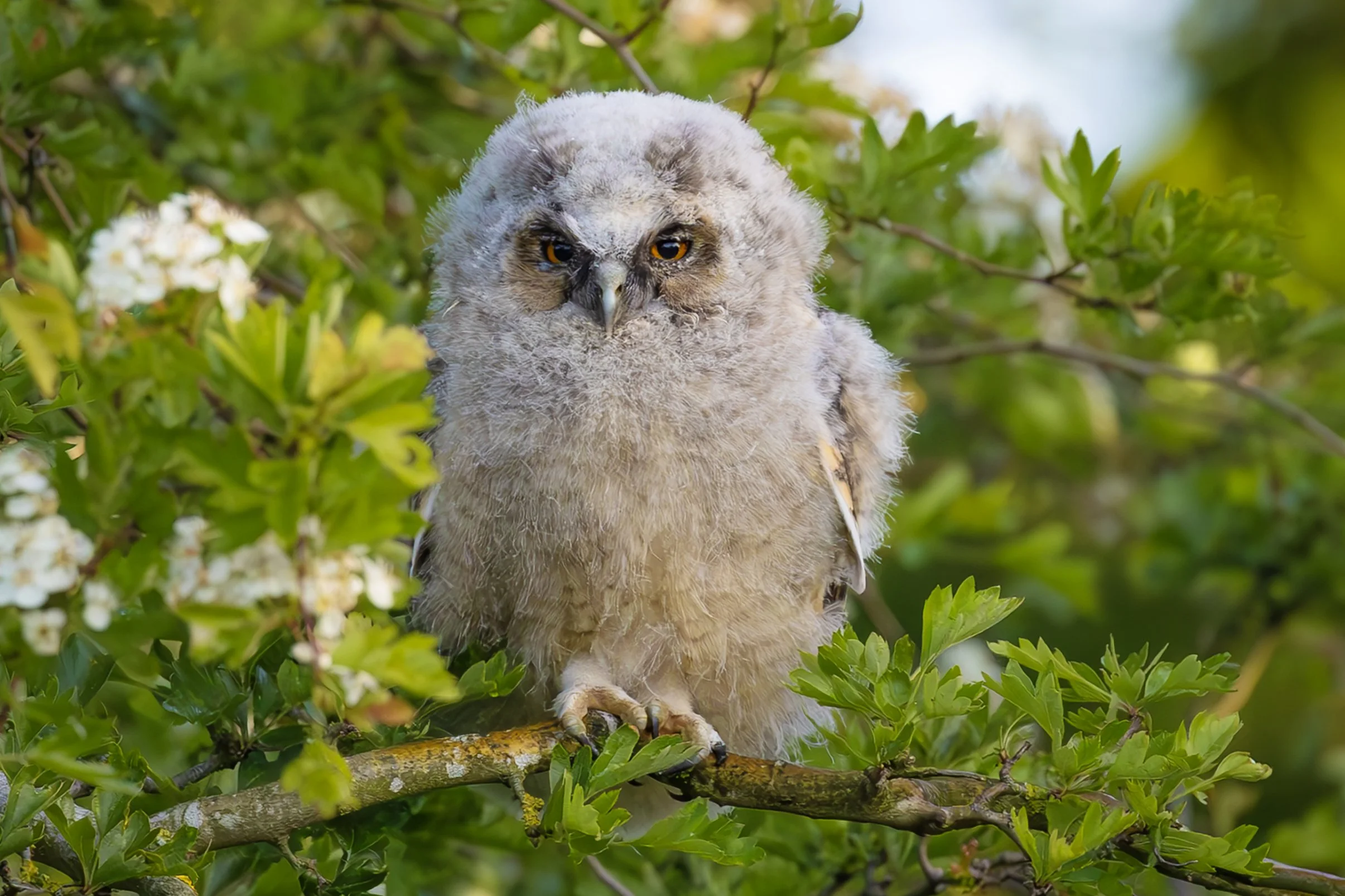 What A Hoot!  Lots of Long-eared Owls!