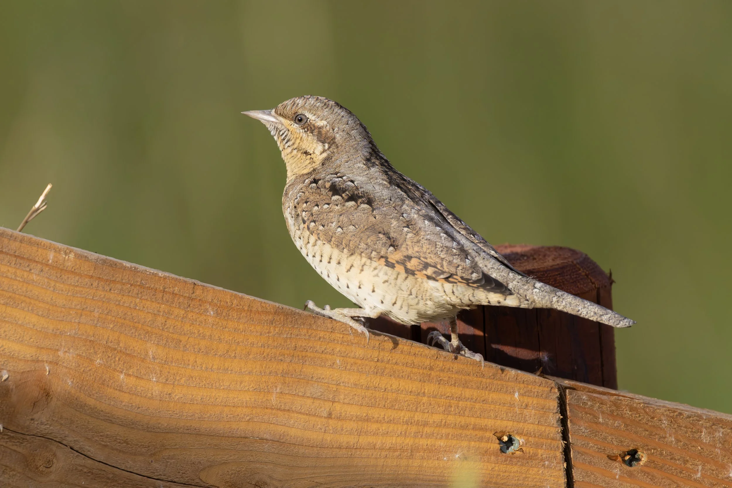 Wonderful Wrynecks