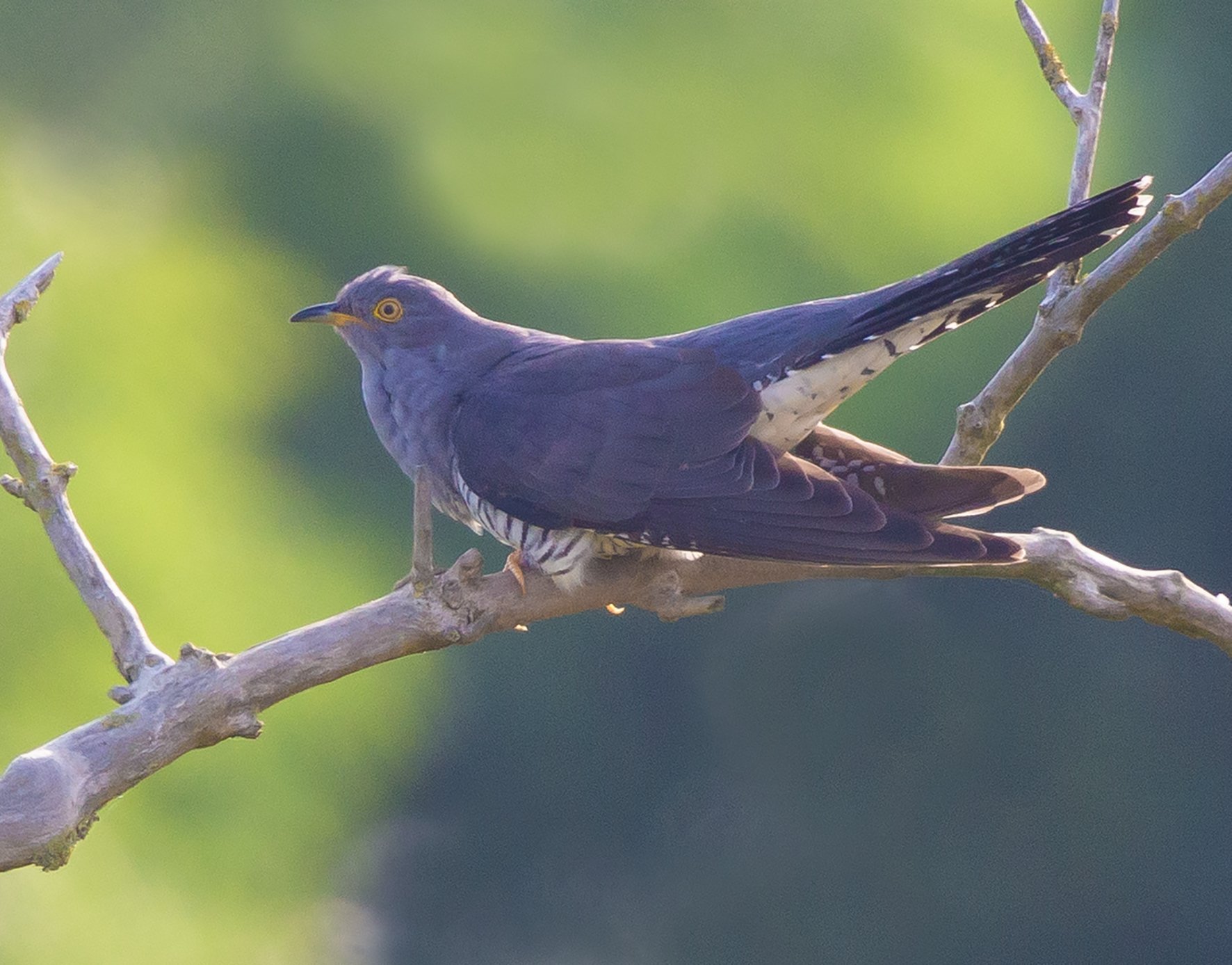 30 Birds in 30 Days Challenge