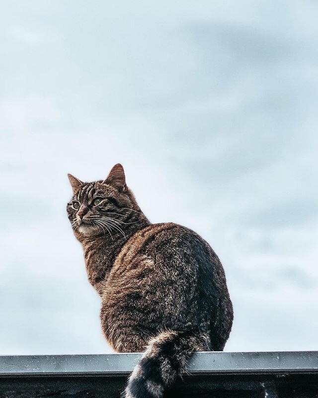 Pussy being pussy these days. Much love for this little furball. ⠀⠀⠀⠀⠀⠀⠀⠀⠀⠀⠀⠀ ⠀⠀⠀⠀⠀⠀⠀⠀⠀⠀⠀⠀ ⠀⠀⠀⠀⠀⠀⠀⠀⠀⠀⠀⠀ ⠀⠀⠀⠀⠀⠀⠀⠀⠀⠀⠀⠀ ⠀⠀⠀⠀⠀⠀⠀⠀⠀⠀⠀⠀ ⠀⠀⠀⠀⠀⠀⠀⠀⠀⠀⠀⠀
#cat #catsofinstagram #catlife #home #outdoors #babs #chilling