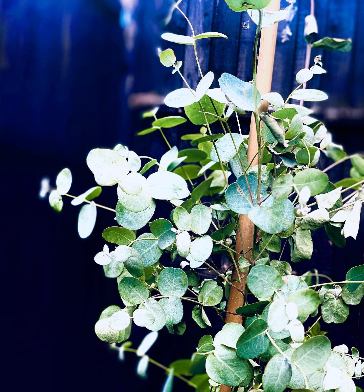 Finally, I have myself a eucalyptus tree!! It's small, but it's growing and I'm so excited. 🥰 &bull;&bull;&bull;&bull;&bull;&bull;&bull;&bull;&bull;&bull;&bull;&bull;&bull;&bull;&bull;&bull;&bull;&bull;&bull;&bull;&bull;&bull;&bull;&bull;&bull;&bull