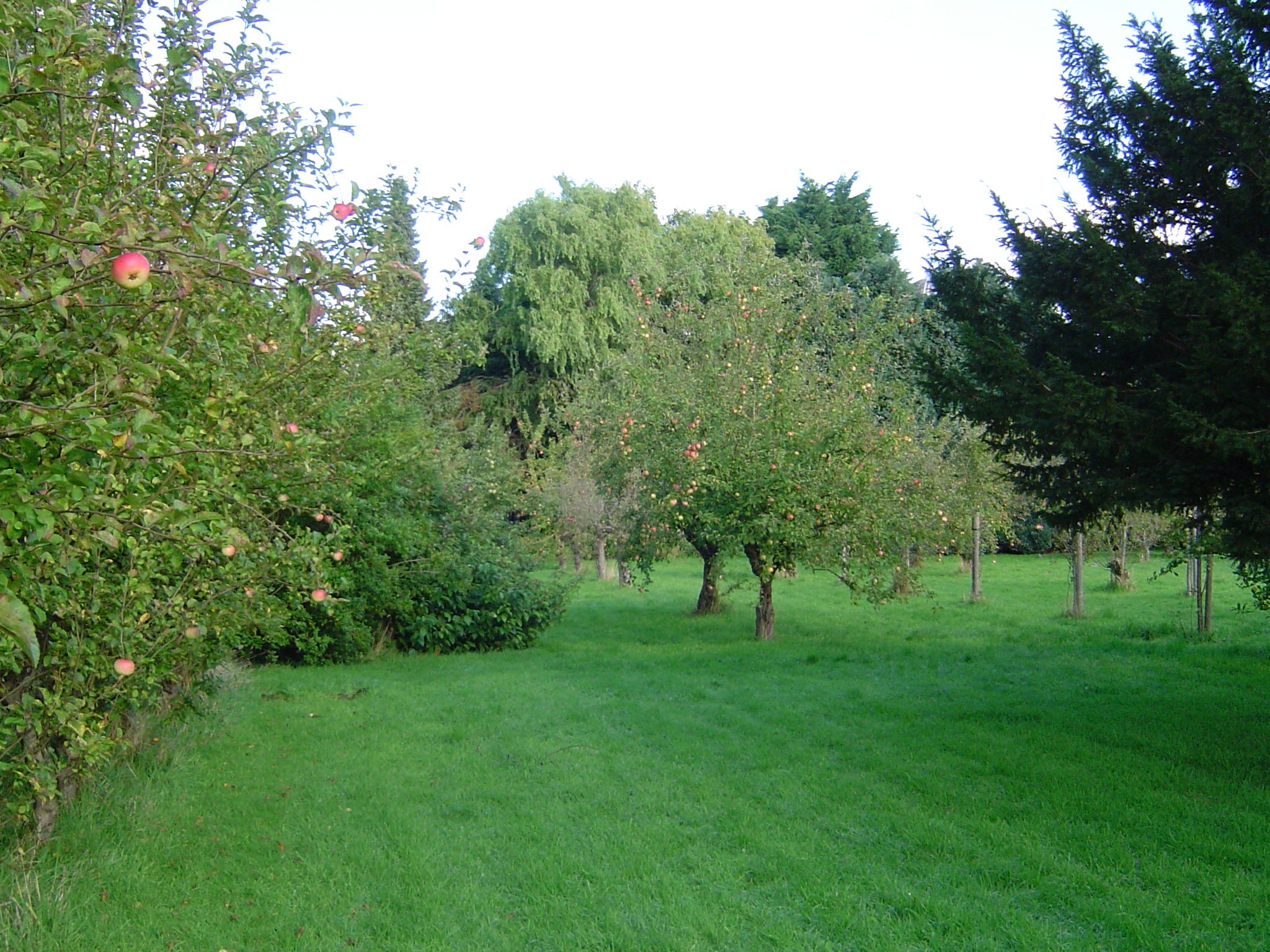 The Orchard, 2015