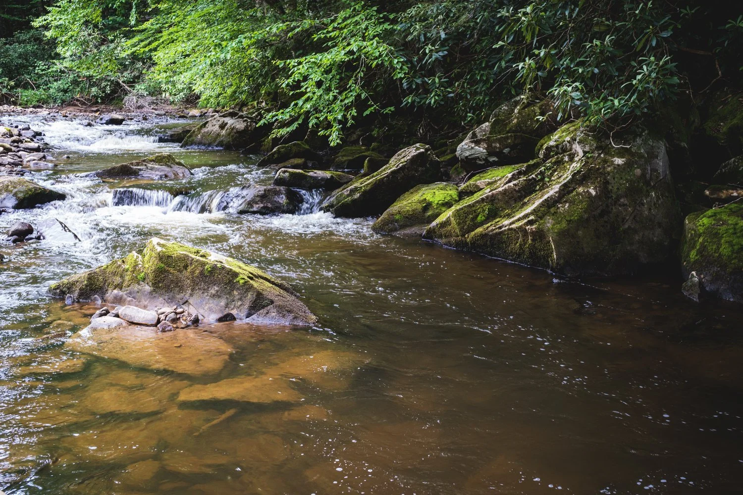 Cranberry+River-West+Virginia.jfif