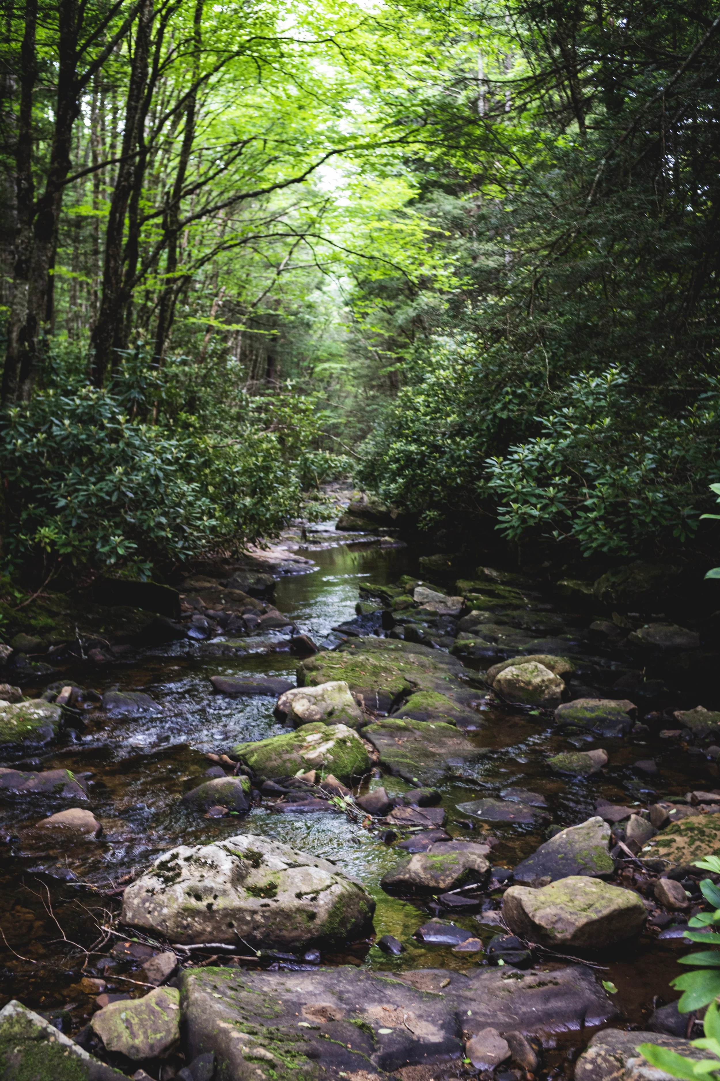 _A635050.jpg