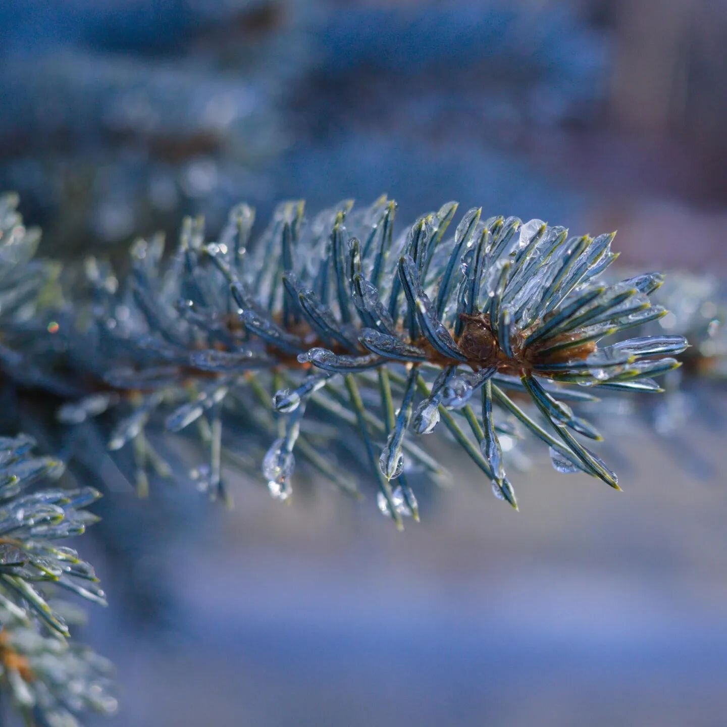 The freezing rain creates beautiful sights at sunrise.

#Wintervibes #NaturalConnecticut #NaturalCT #ExploreCT #RebelT2i #ShotOnCanon #pinetree #frozen #ice #freezingrain #winter #invierno