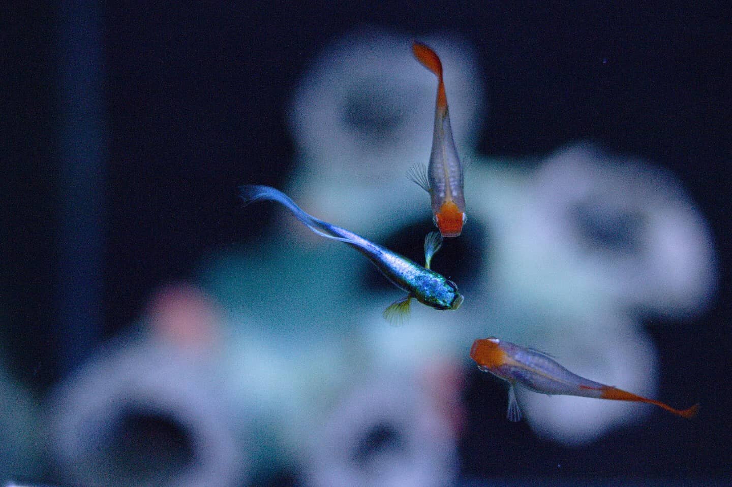 My guppies, from above. One of my personal projects this year was fixing to an aquarium I found on the side of the road. It's been years since I've kept fish, feels good to be back to it.

#Aquarium #guppy #guppies #fish #ShotOnCanon #acuario #fishke