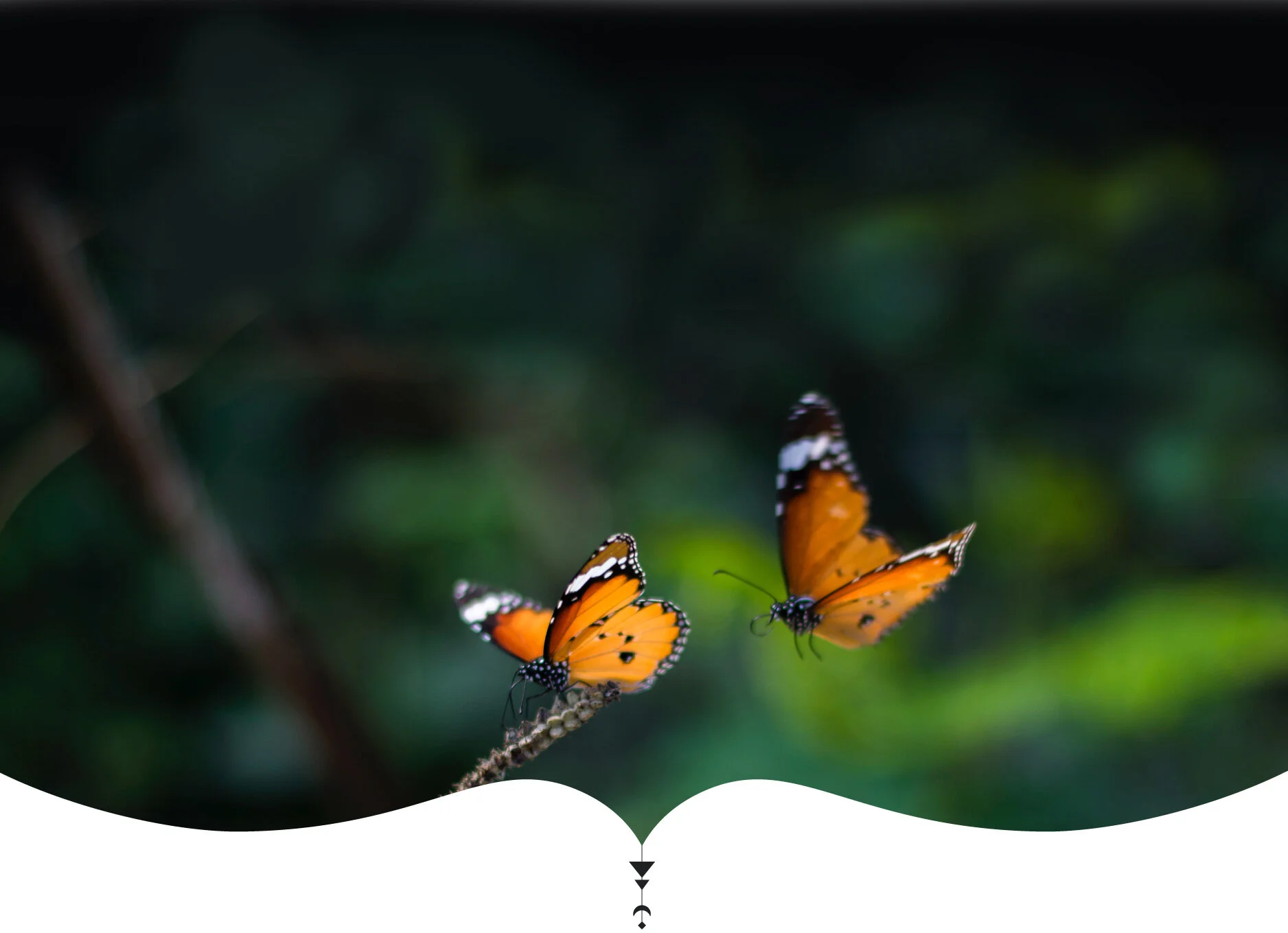 Contact-Banner-Butterflies.jpg