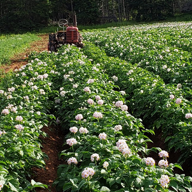 Gallery — Fortune Bridge Farms