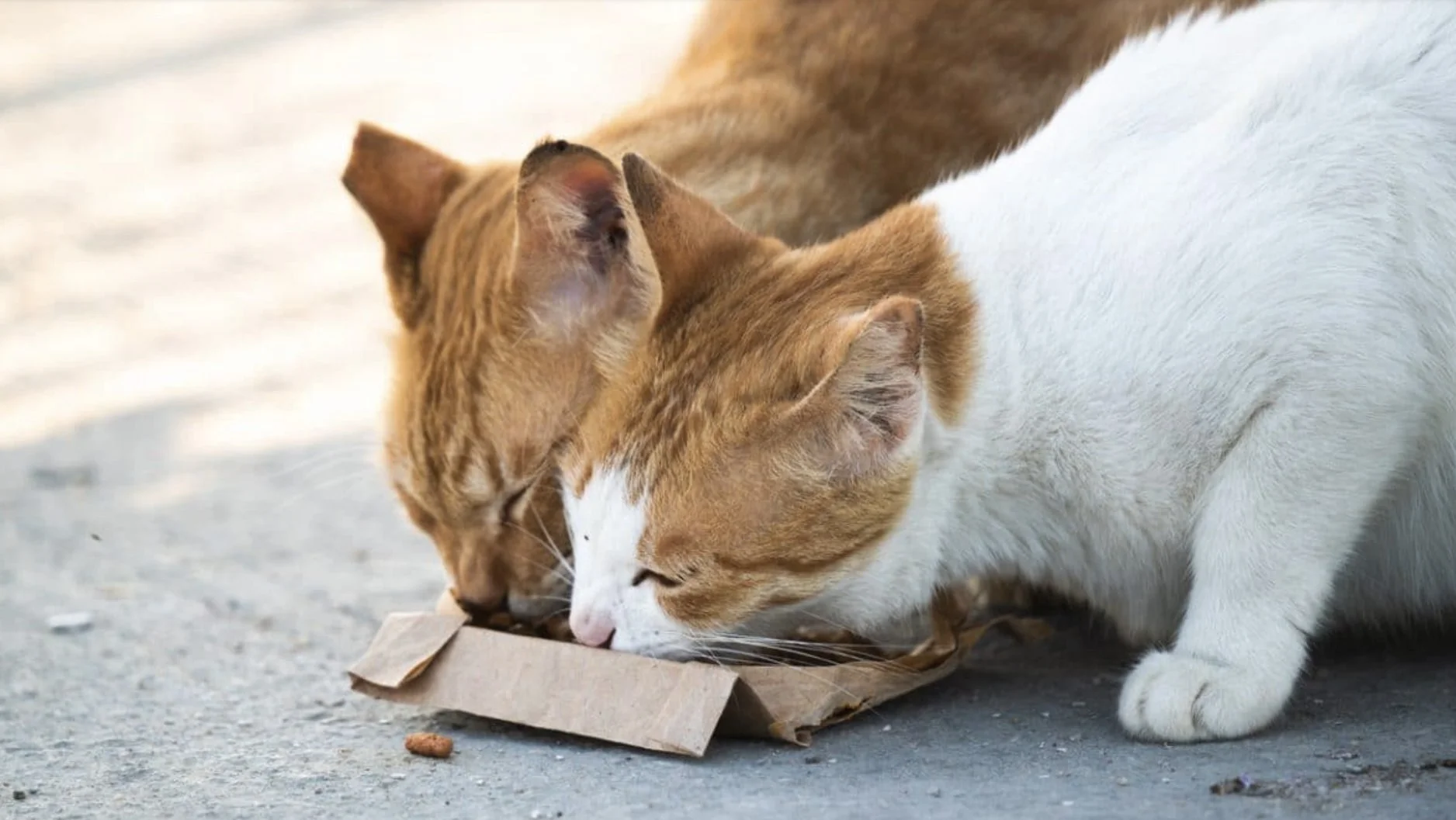 Too Many Feral Cats in Morningside? TNR to the Rescue