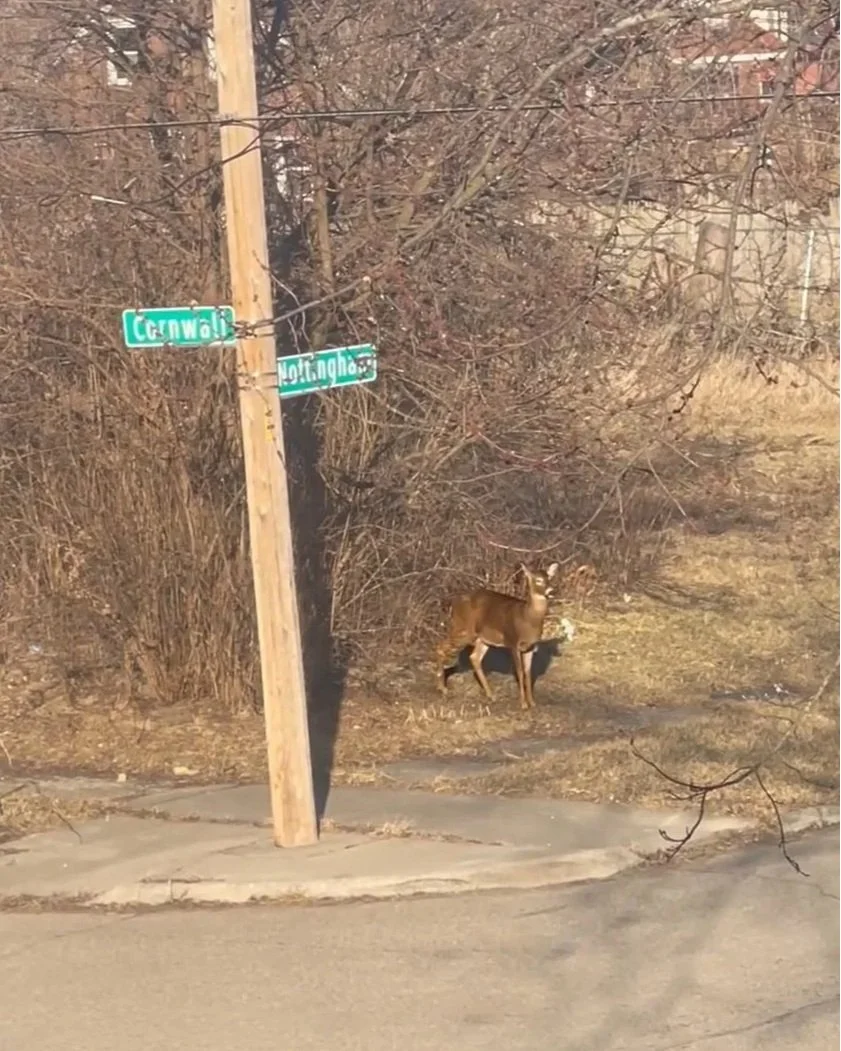 Deer in Morningside?? No Kidding.