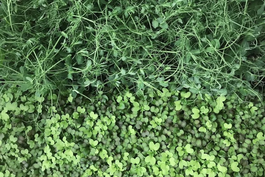 Featherstone Garden Gears Up for Spring