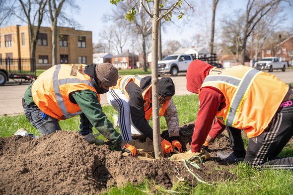 Want a Tree? You Can Get One for Free!