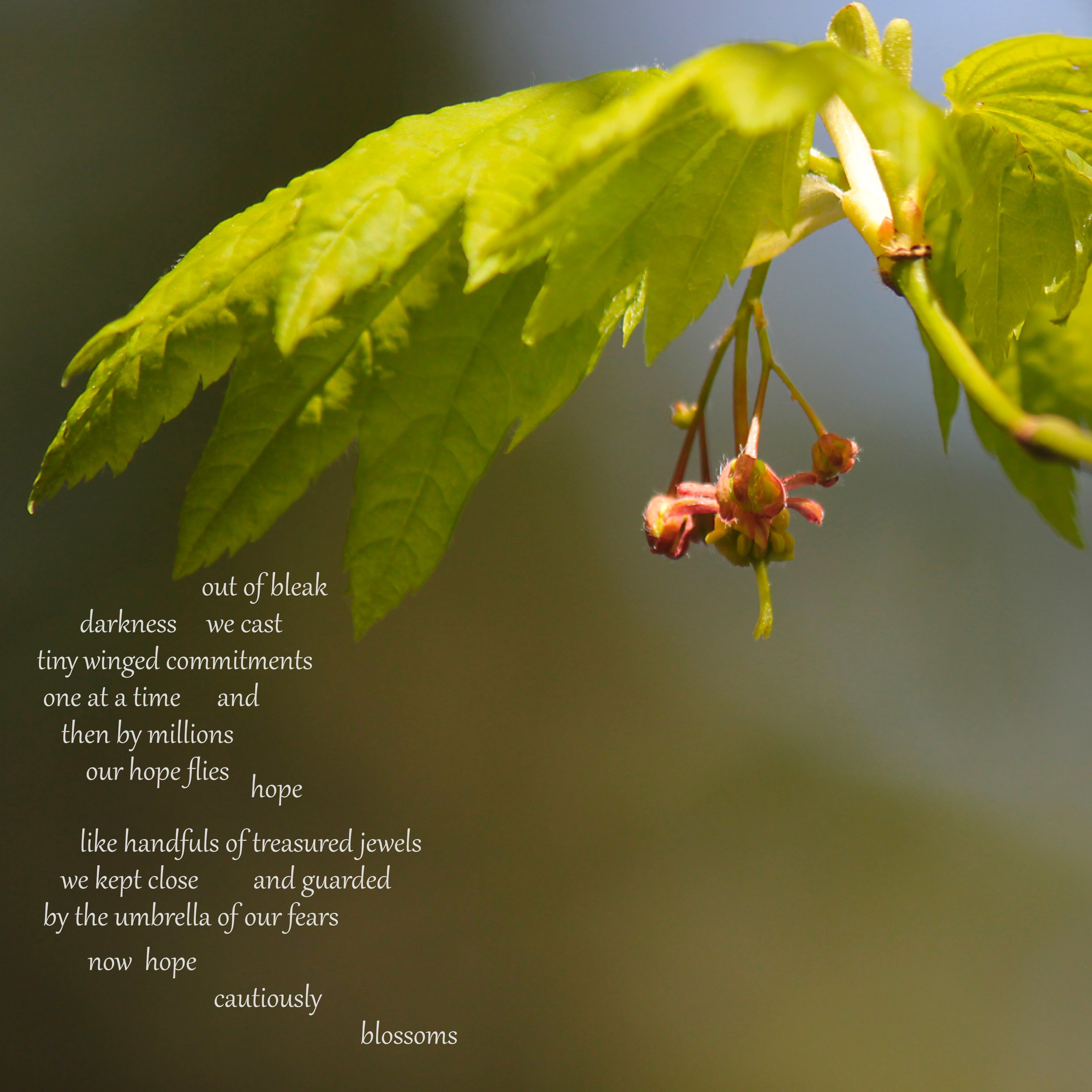 20220429_crescent park vine maple leaves and blossoms and buds_006c--text.jpg