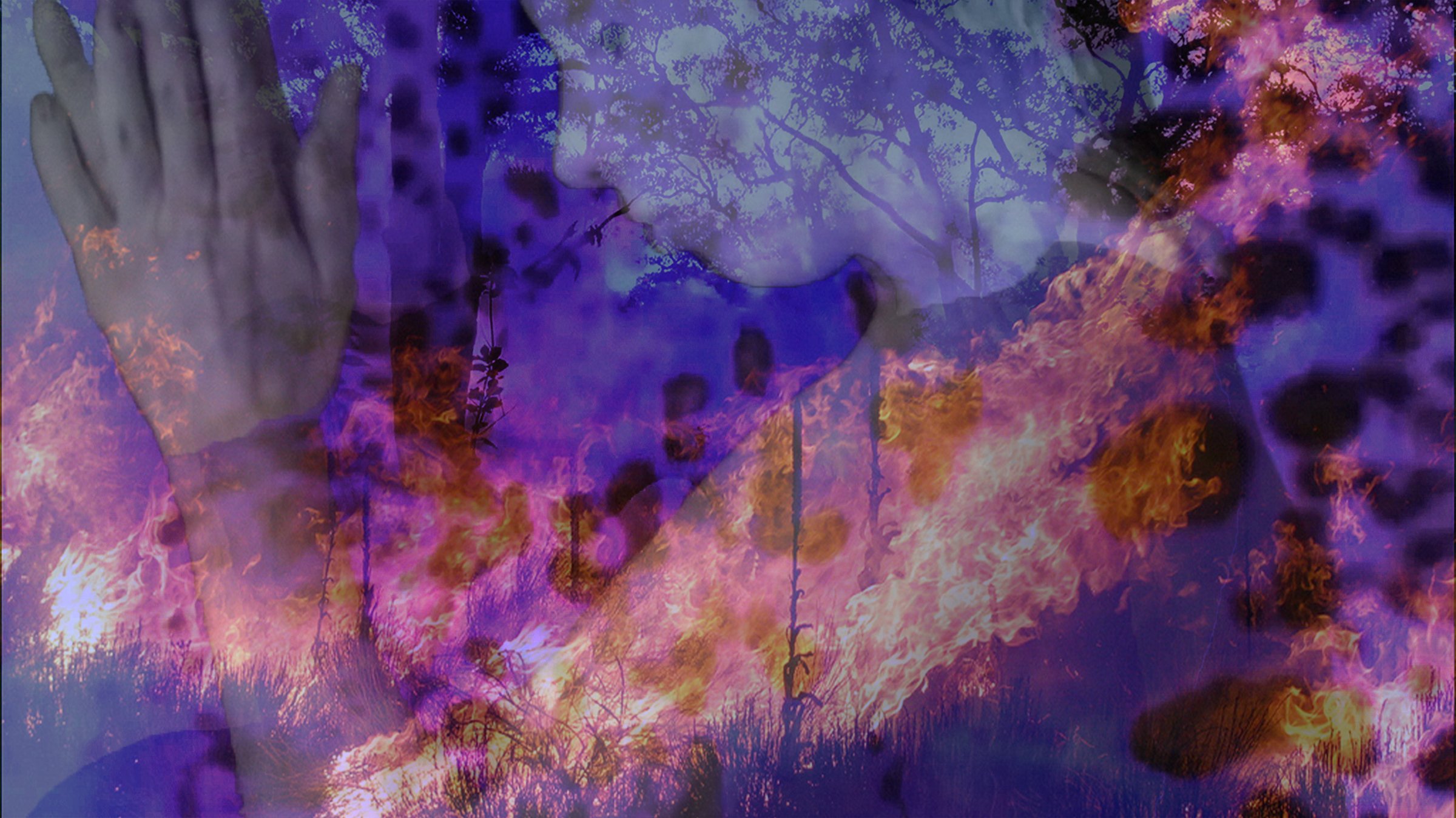 MacLean_Purple Trees.jpeg