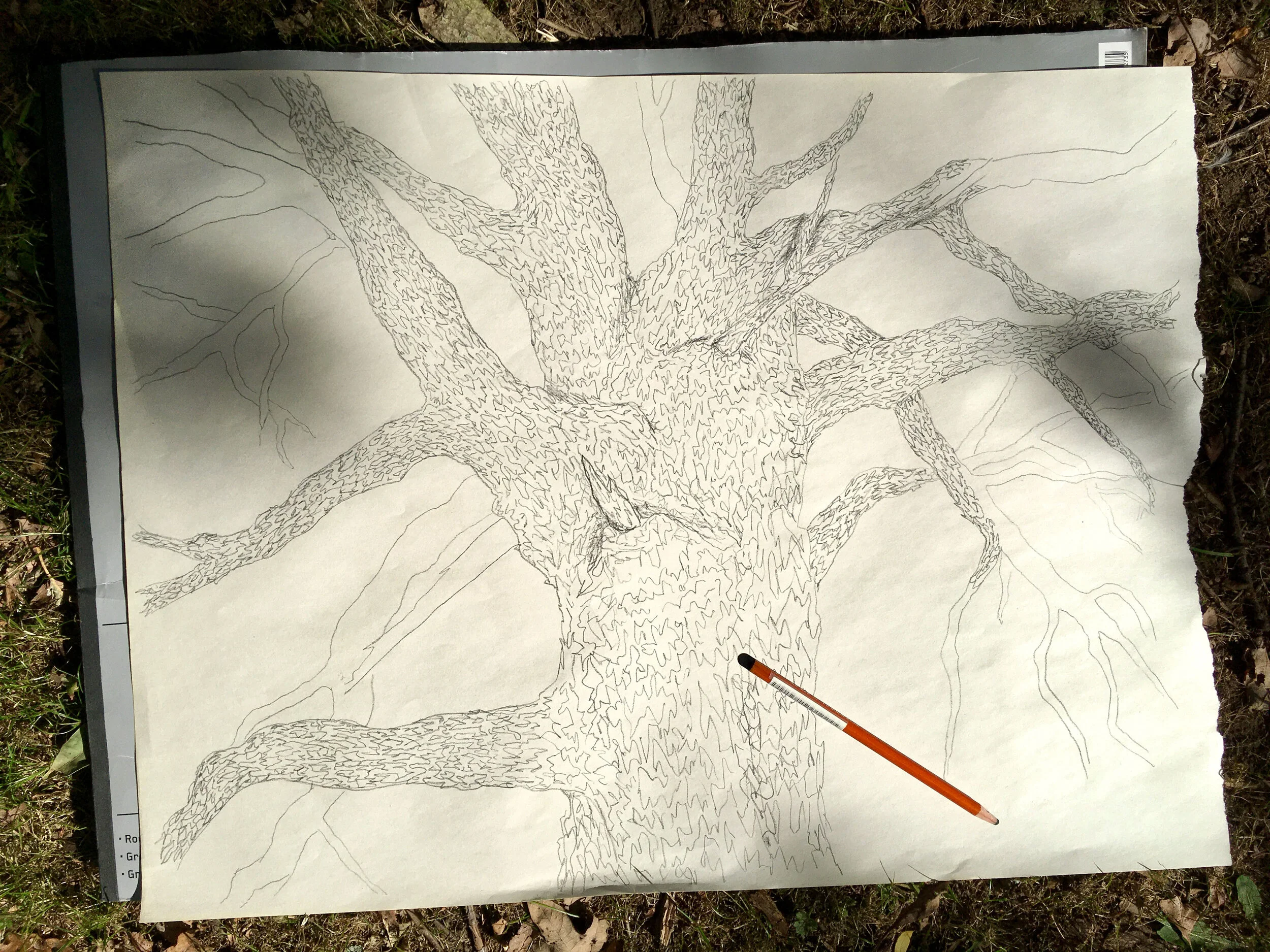 treedrawing.jpg