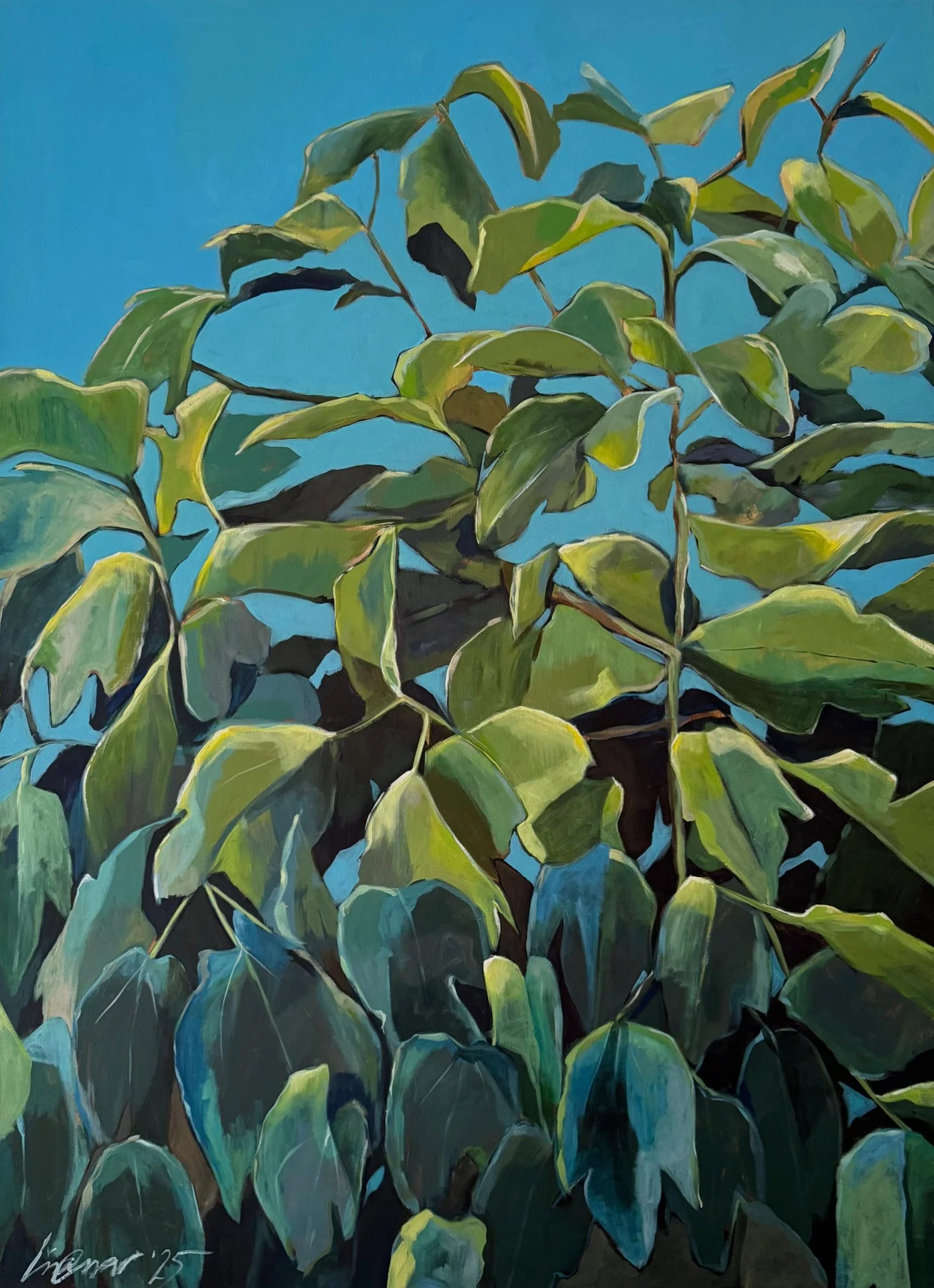Intimate close up acrylic painting of a large fig tree under a blue sky by Lisa Cassar.