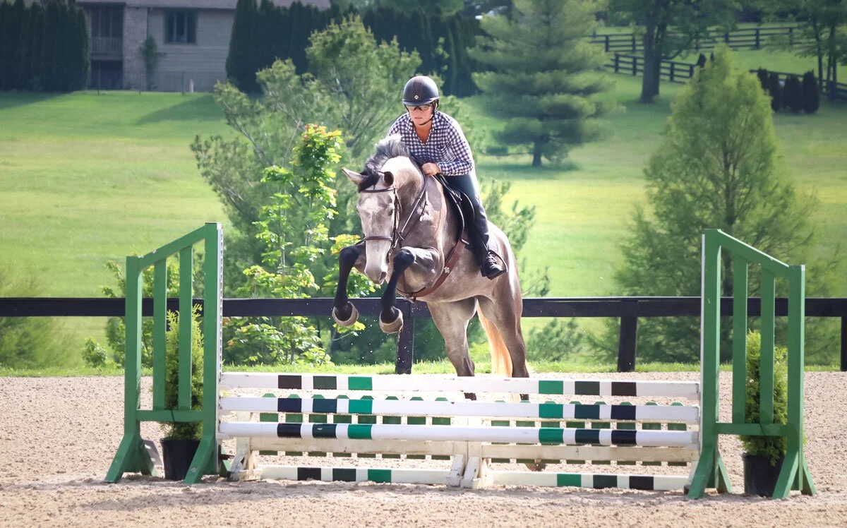 Available Sale Horses — Punchestown Stable