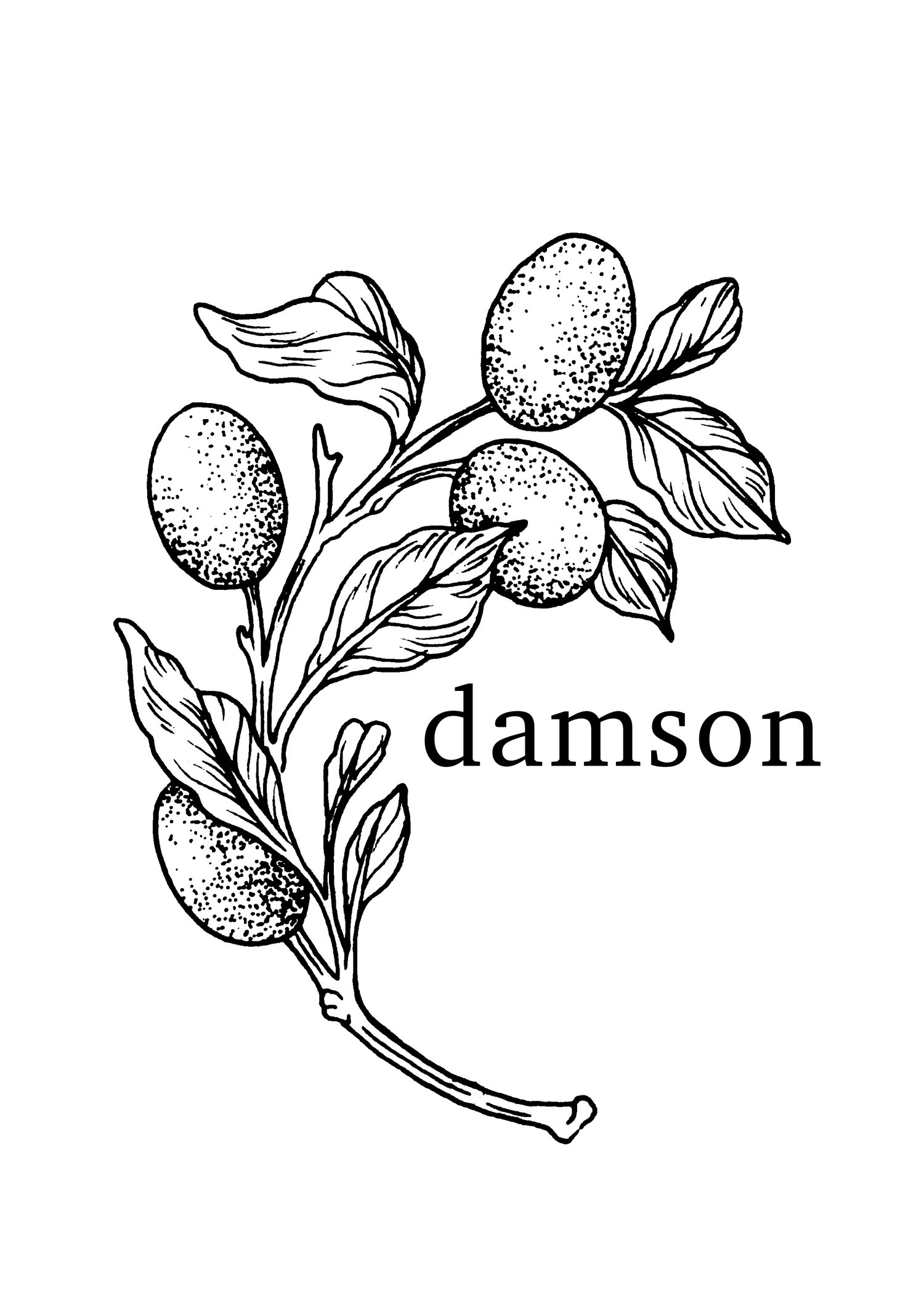 Damson 