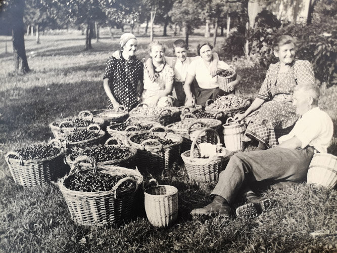  Sie bewirtschafteten den Hof traditionell mit Ackerbau, Milchviehwirtschaft und vor allem mit dem Kirschenanbau. 