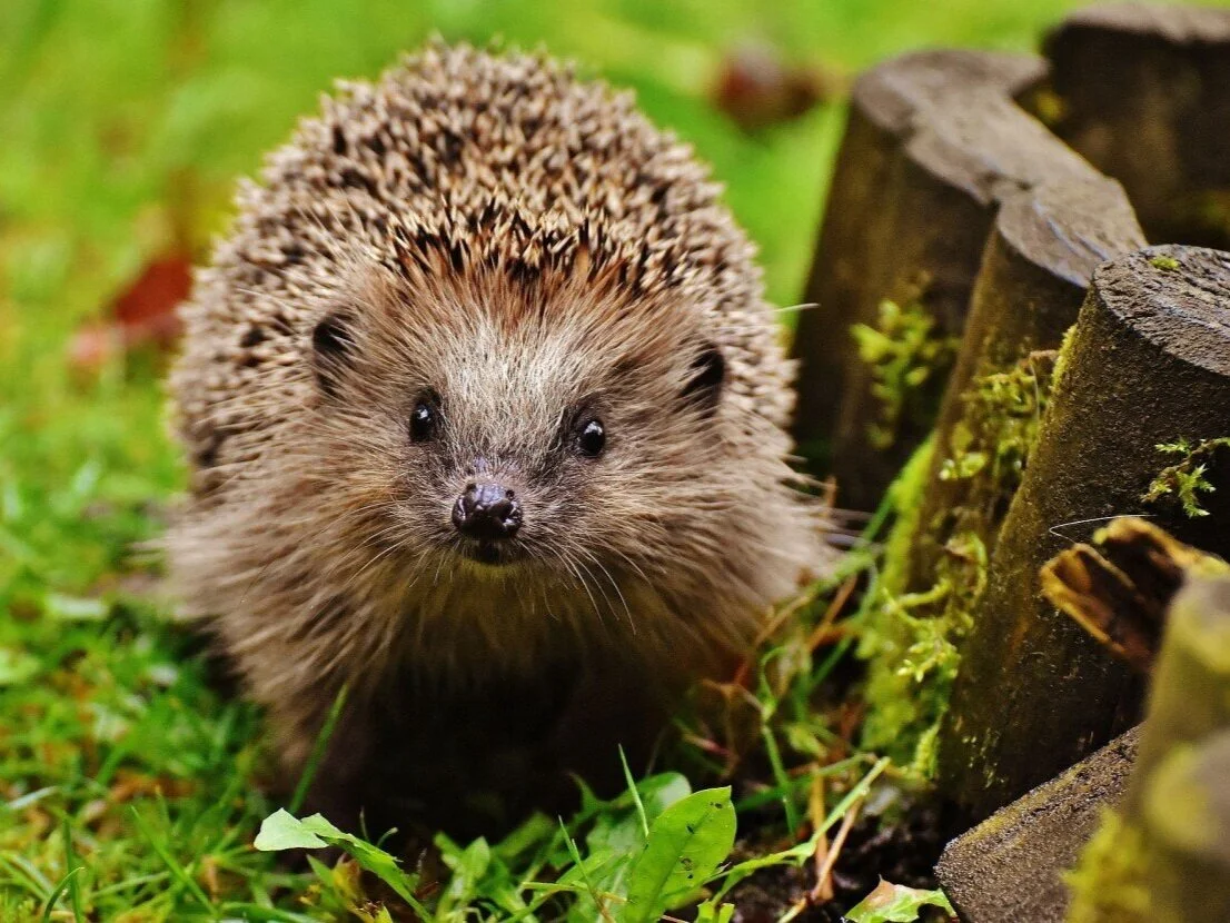 20200204085416hedgehog-child-1759027_1920.jpg