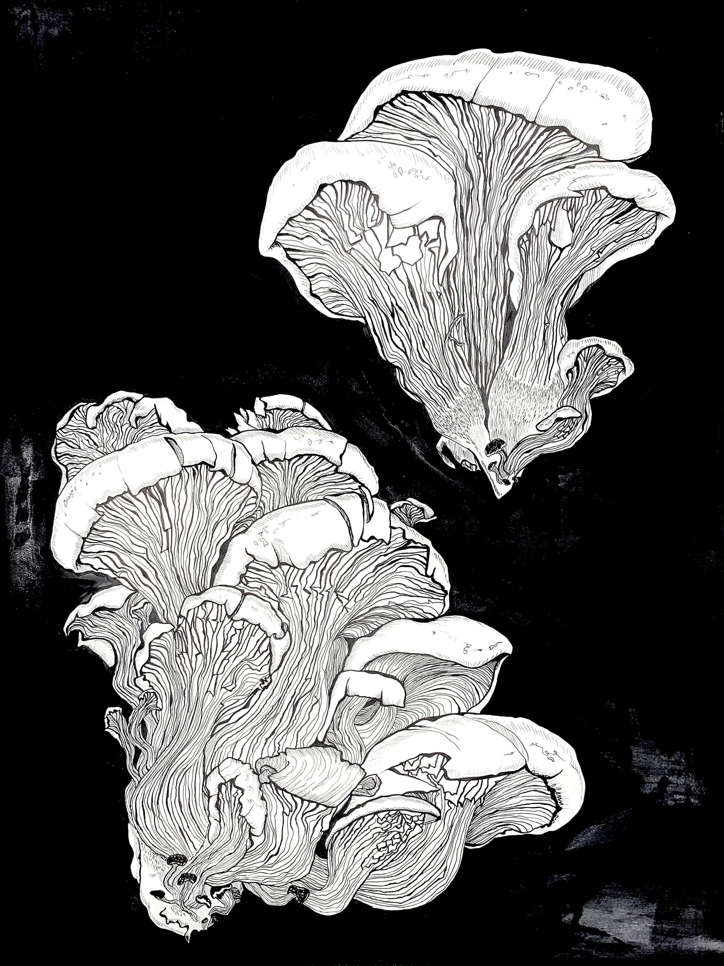 Oyster Mushroom, 2019
