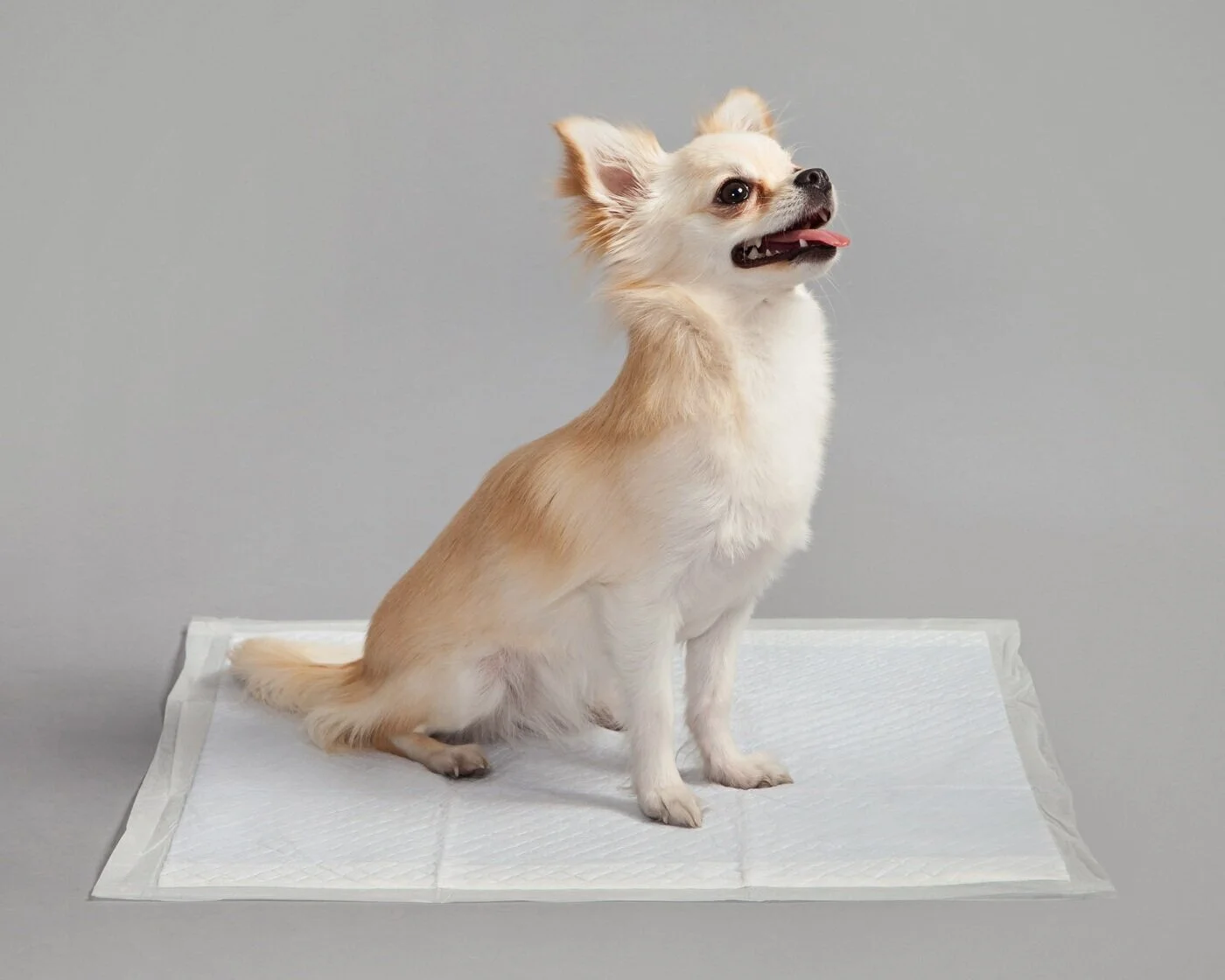 NS-25SQ_Natural_WithDog_04.jpg