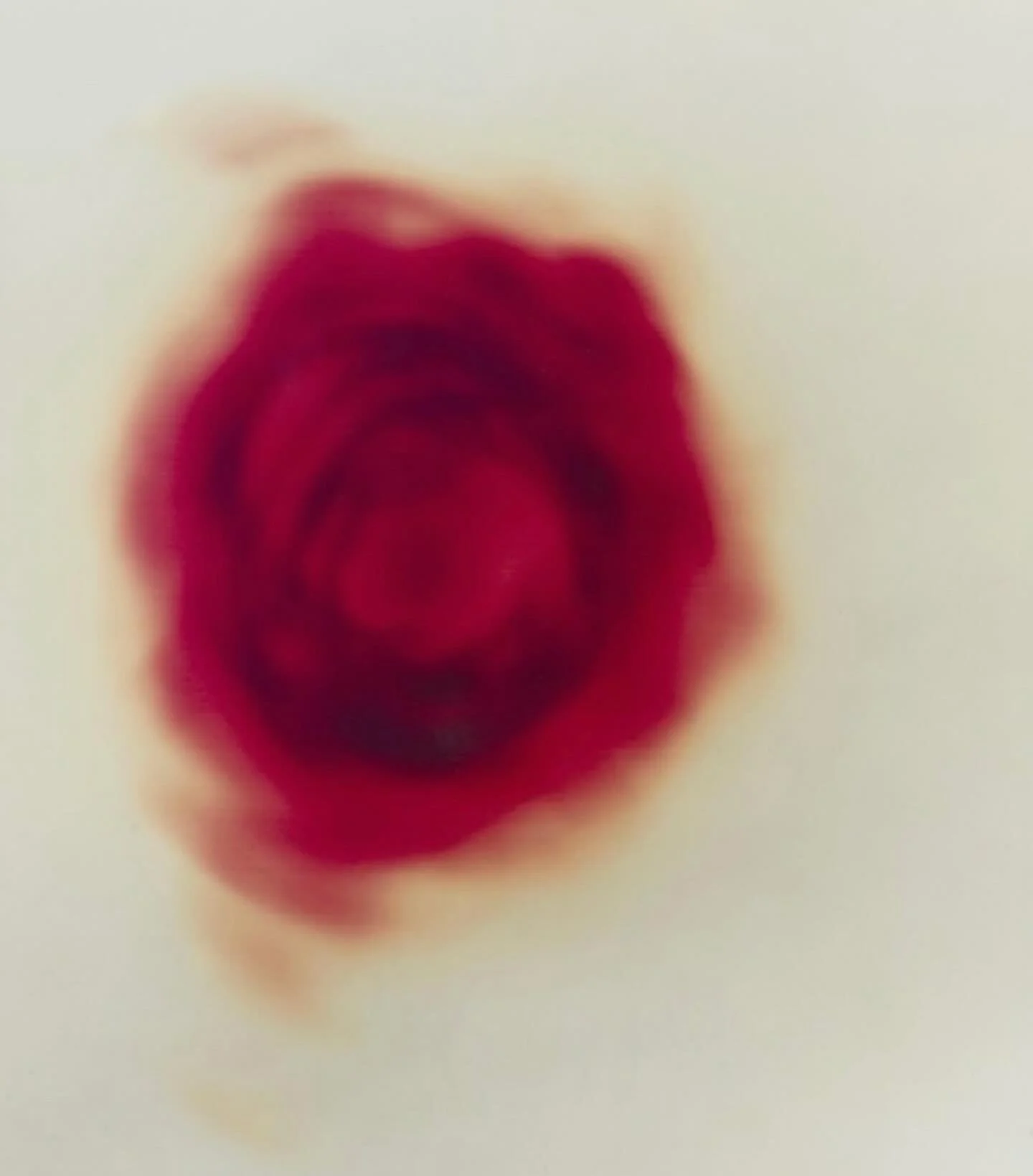 Monday feels 

Wolfgang Tillman. Rose. 1999