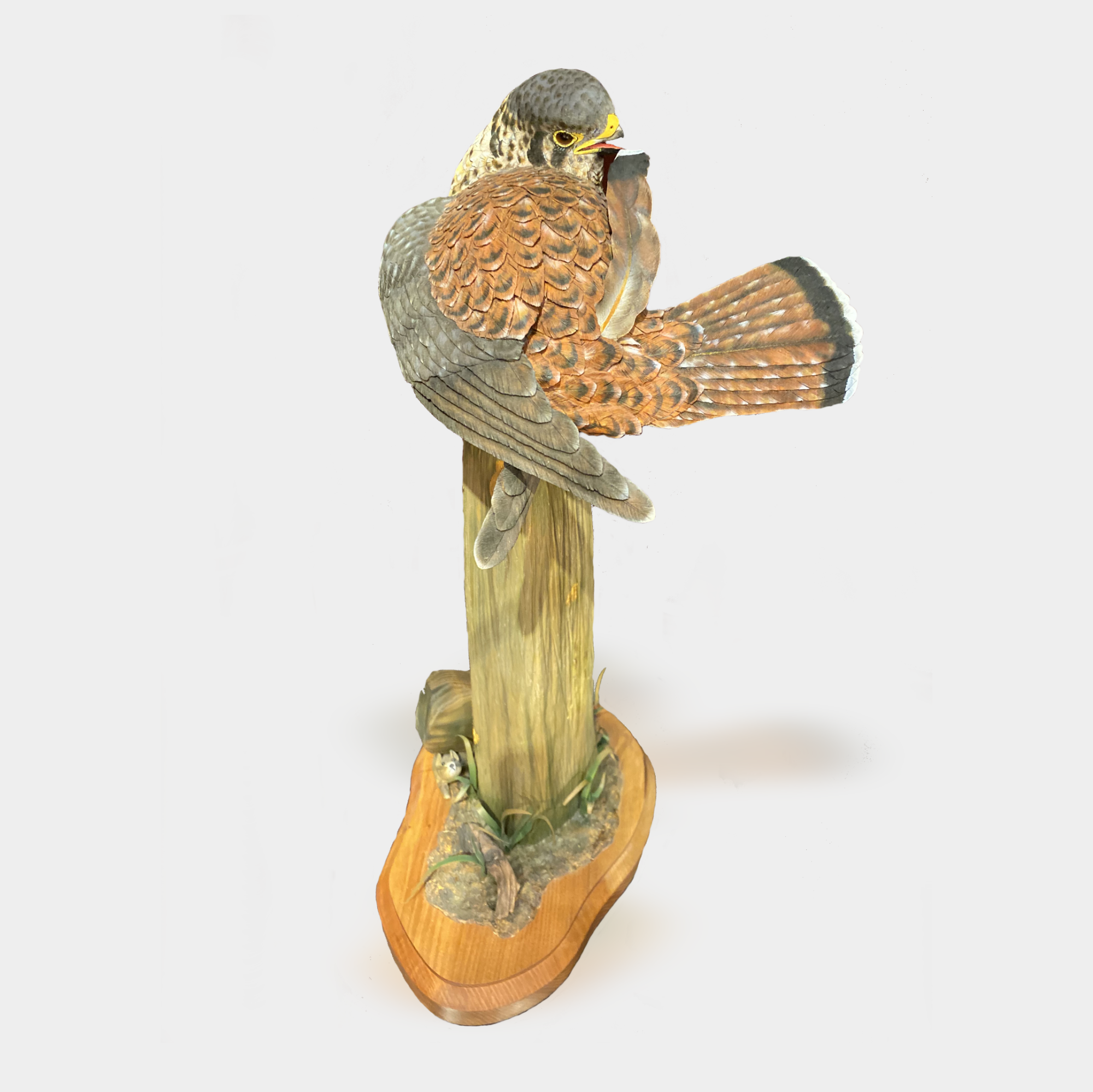 falcon1.png