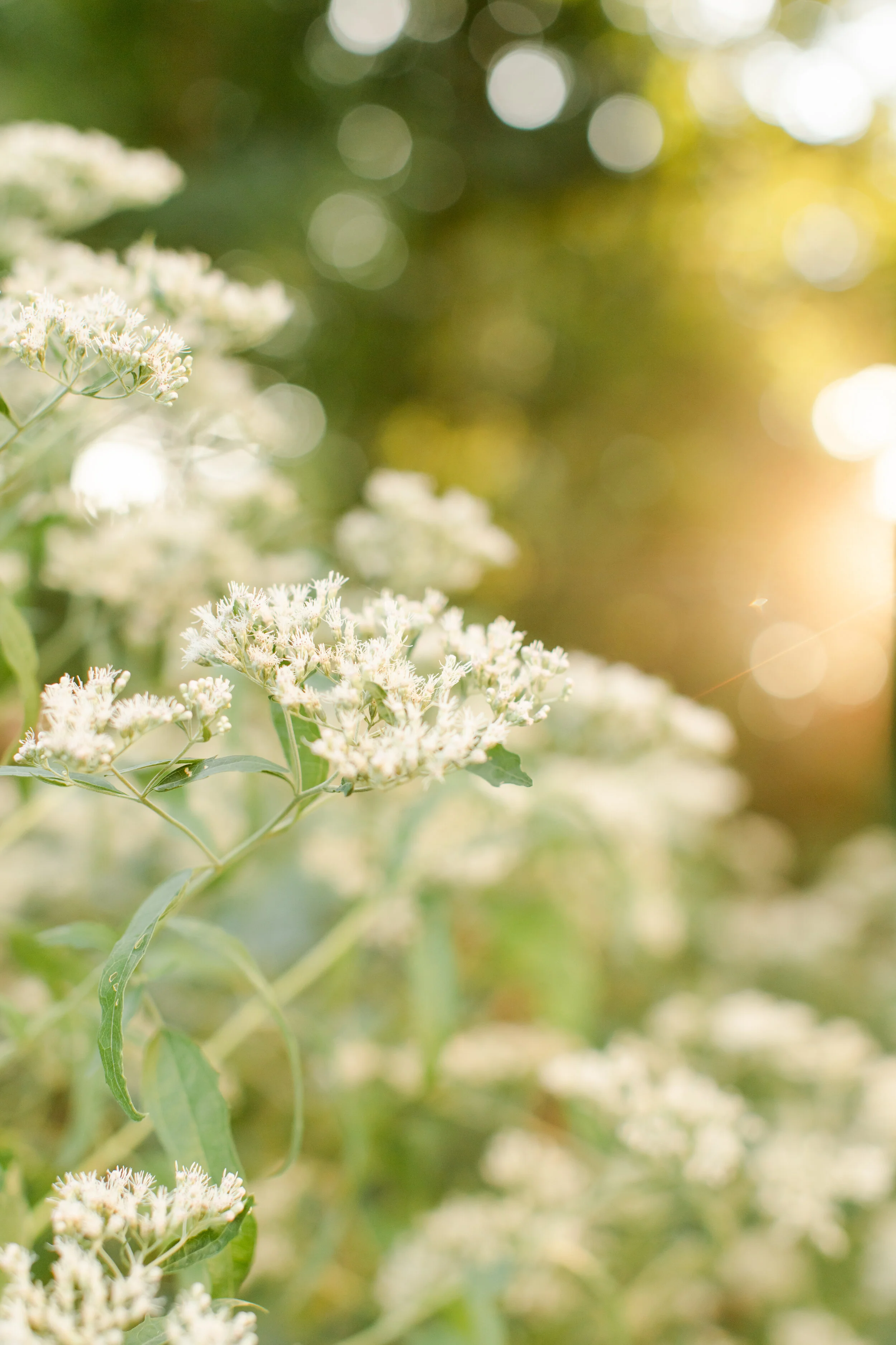 Jacobs Family 0236.jpg