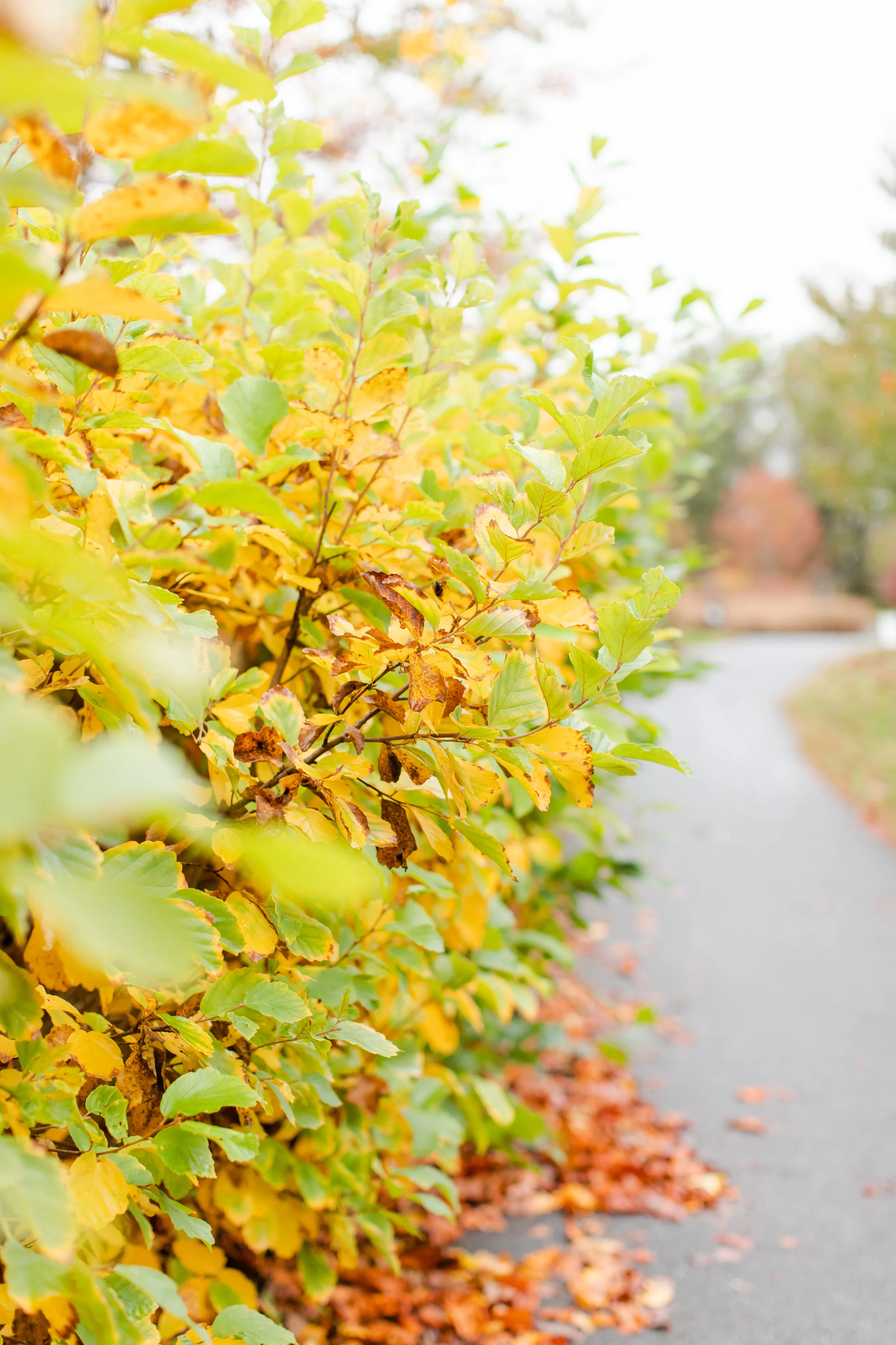 Holmstead Family Favorites0010.jpg