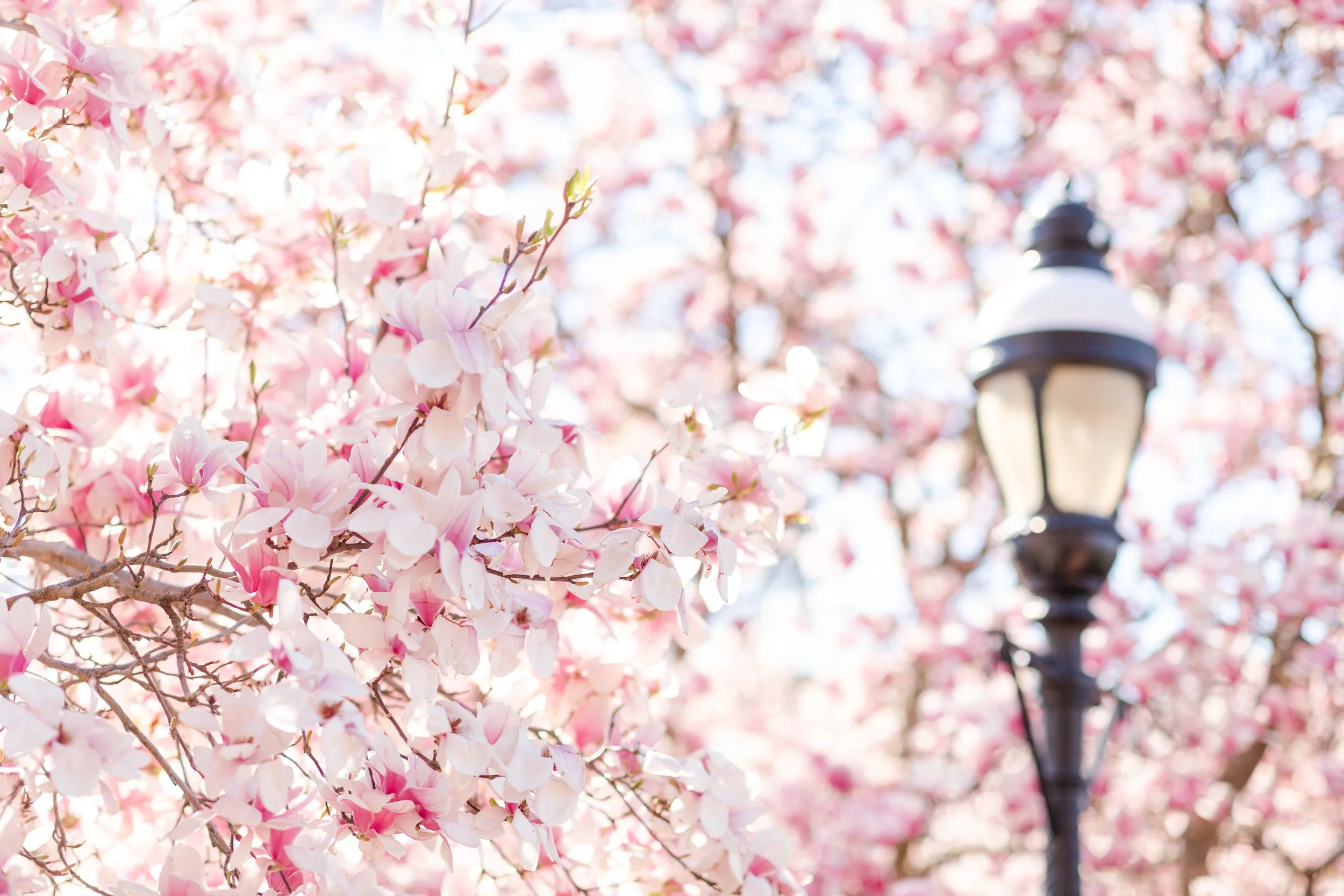 Columbus, GA Pine Mountain Georgia Family Photographer 