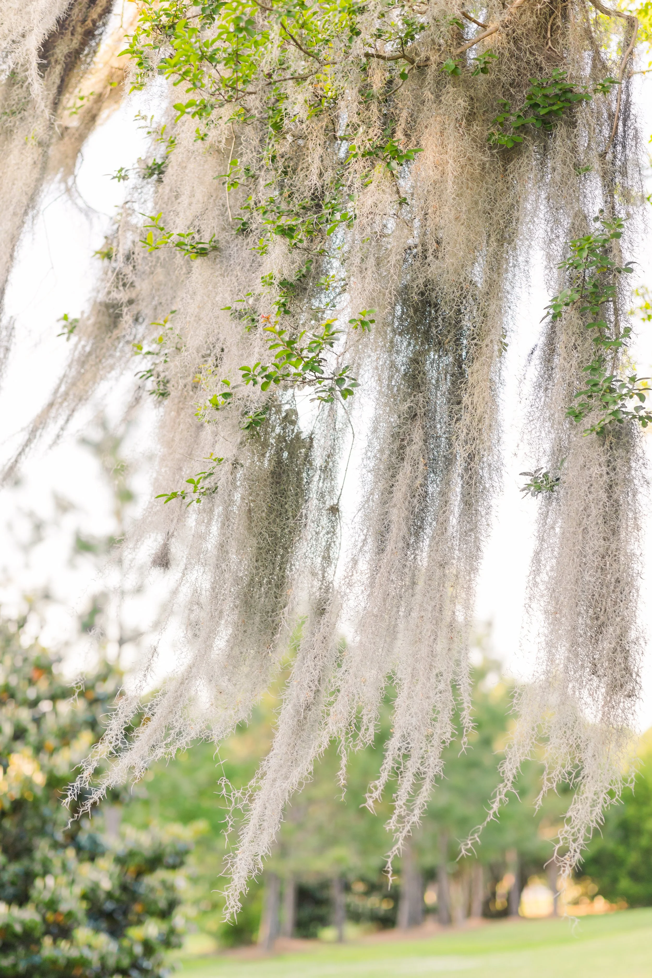 Bucknum Family Favorites 0005.jpg