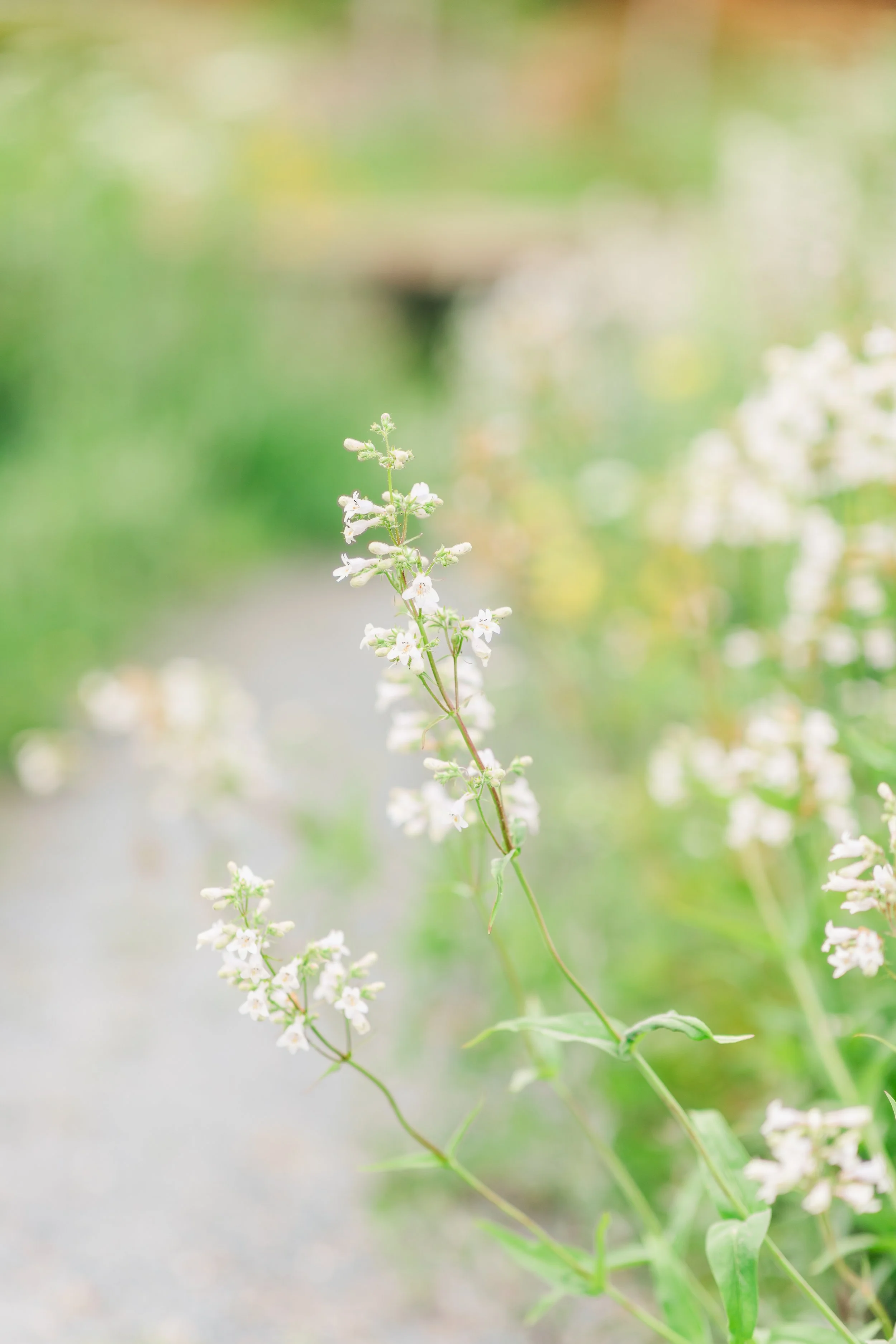 Bowers Favorites 0002.jpg