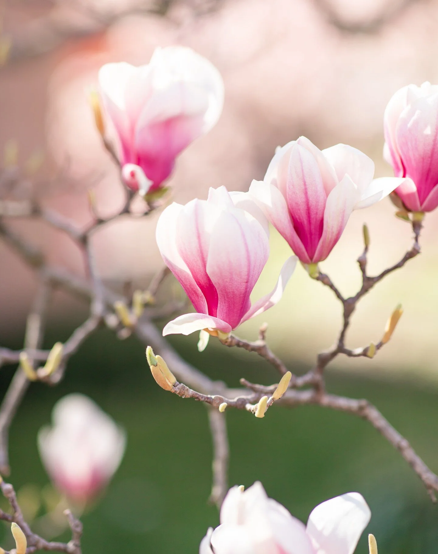 Happy March 1! The allergies are kicking in STONG over here at the Lai house!! We are also prepping to make some Irish Bread! Happy March!!

#magnolia #fullbloom